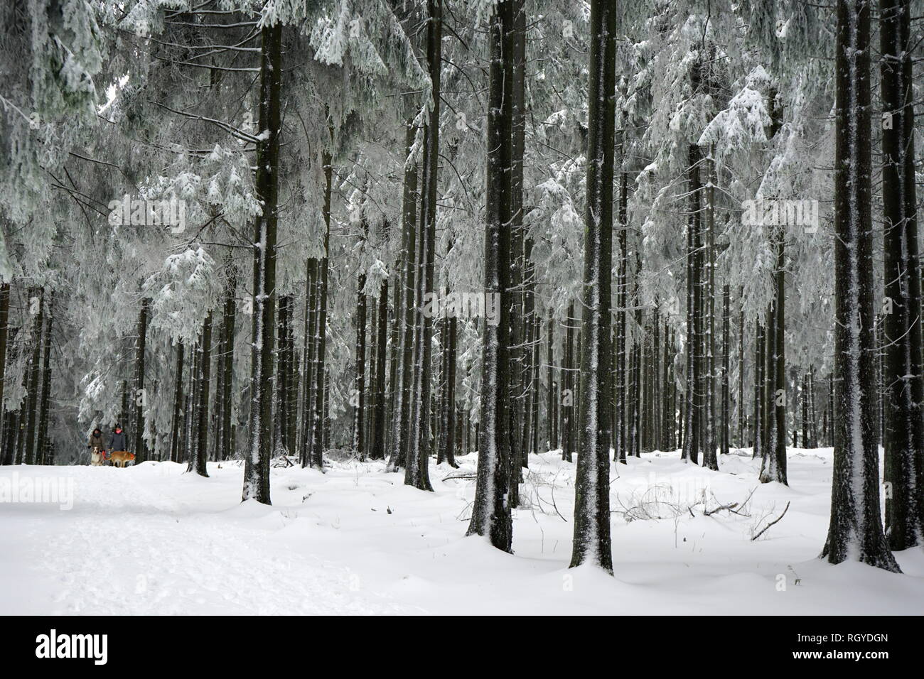 Fichtenwald im Schnee, Großer Feldberg, Hochtaunus, Taunus, Hessen, Deutschland Stock Photo