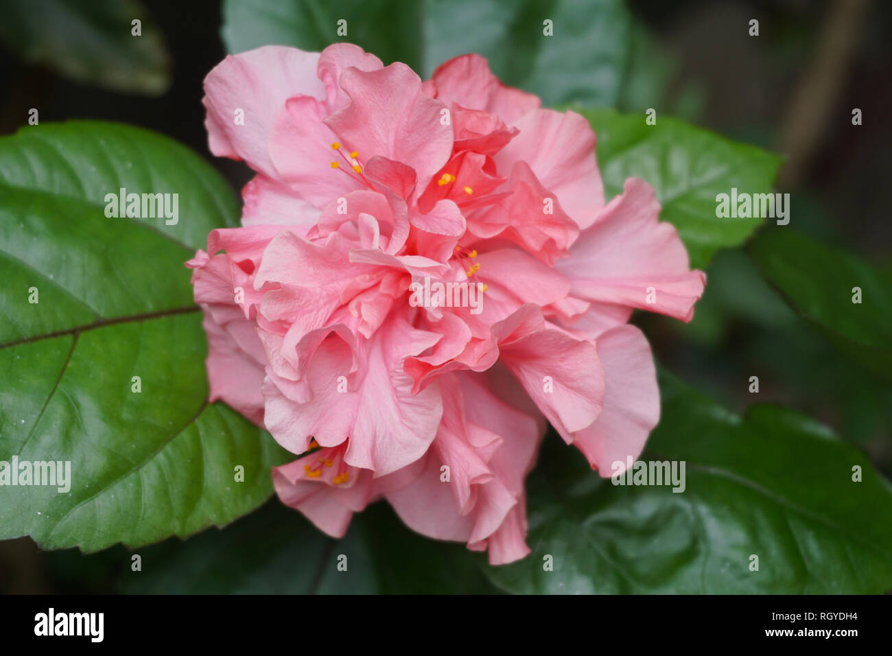pink flower with leaves Stock Photo - Alamy
