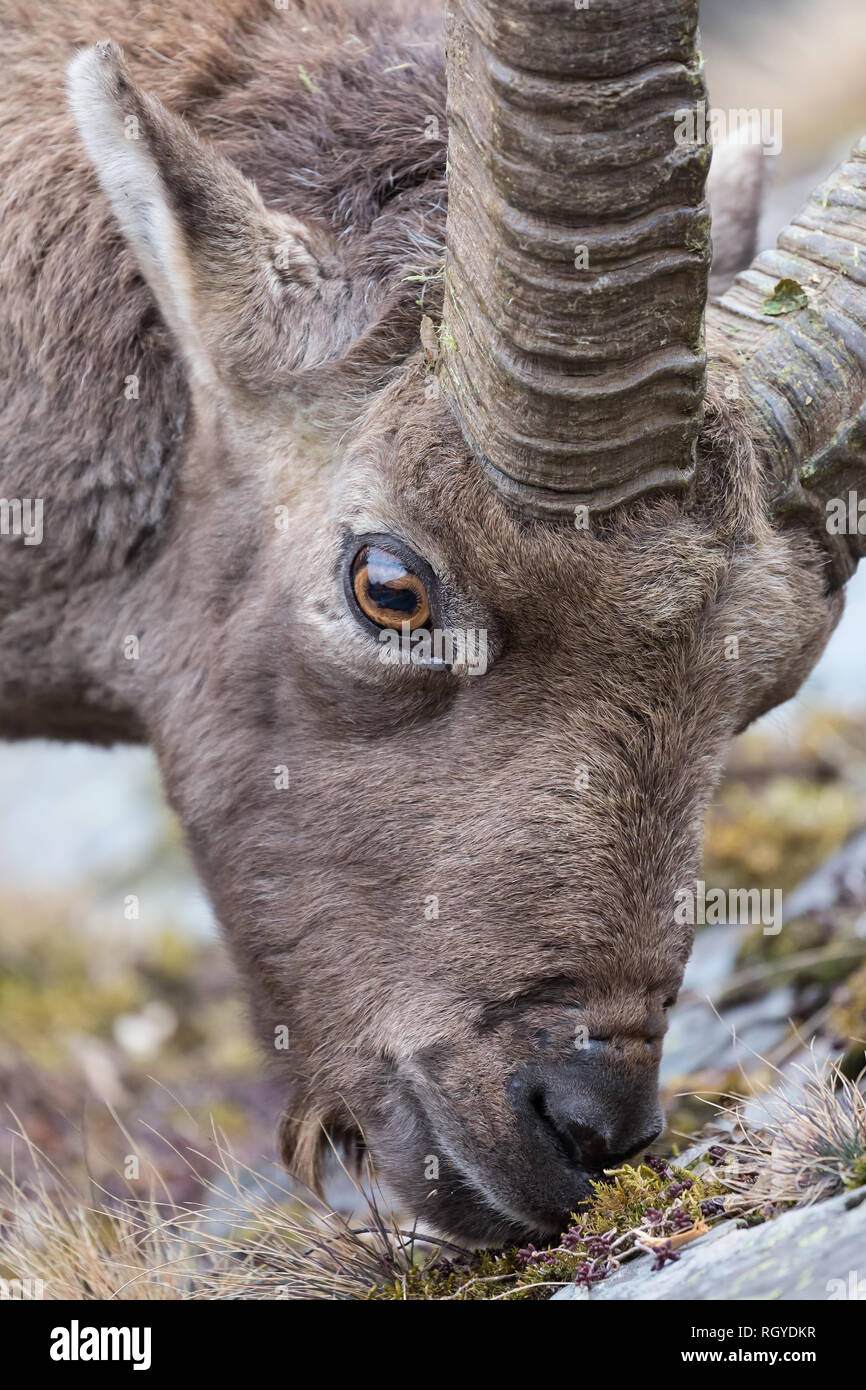 Beautiful portrait of Alpine ibex, wildlife photography Stock Photo