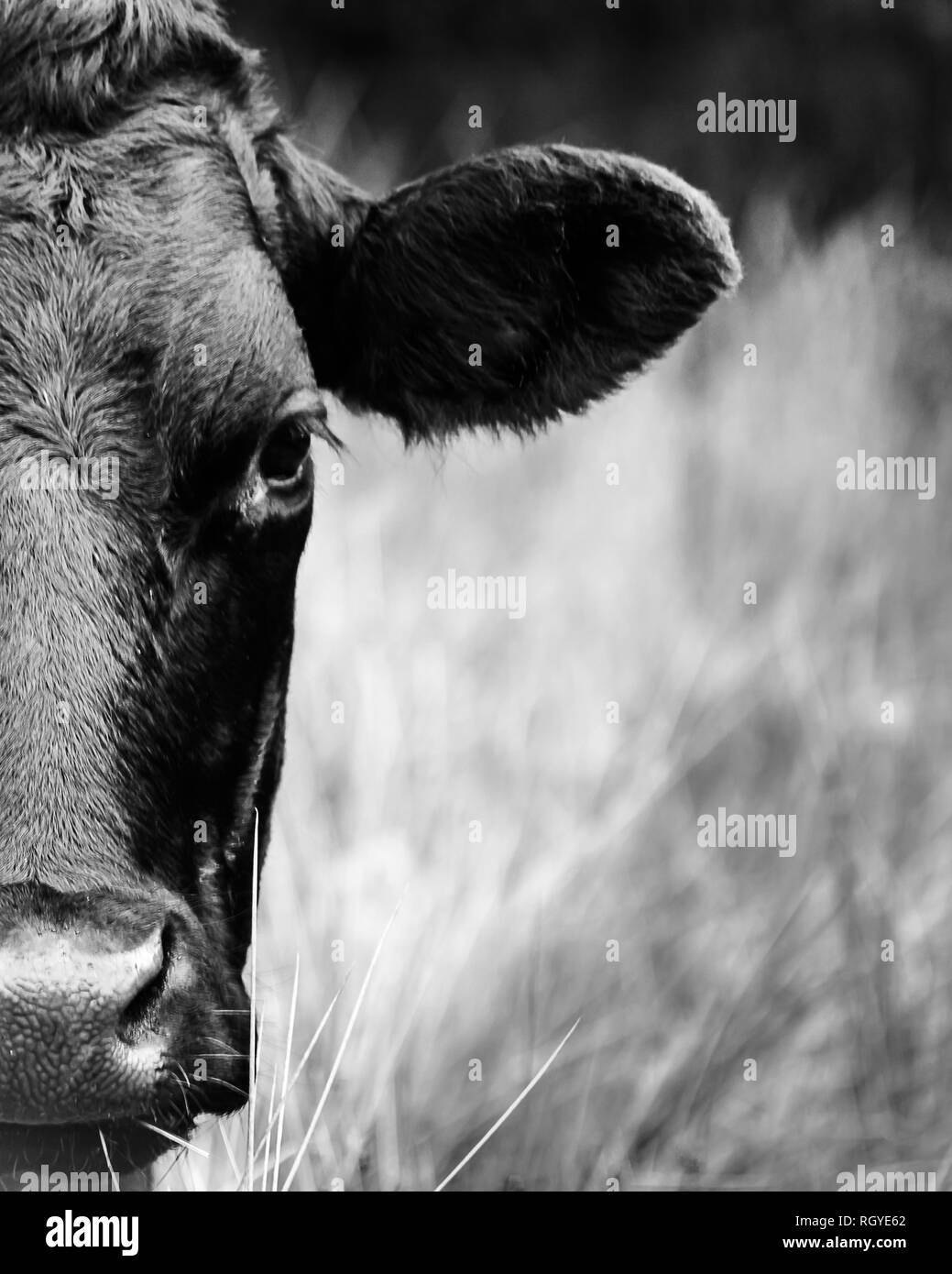 The right half of a black cow's head, looking at the camera, stood in a field Stock Photo