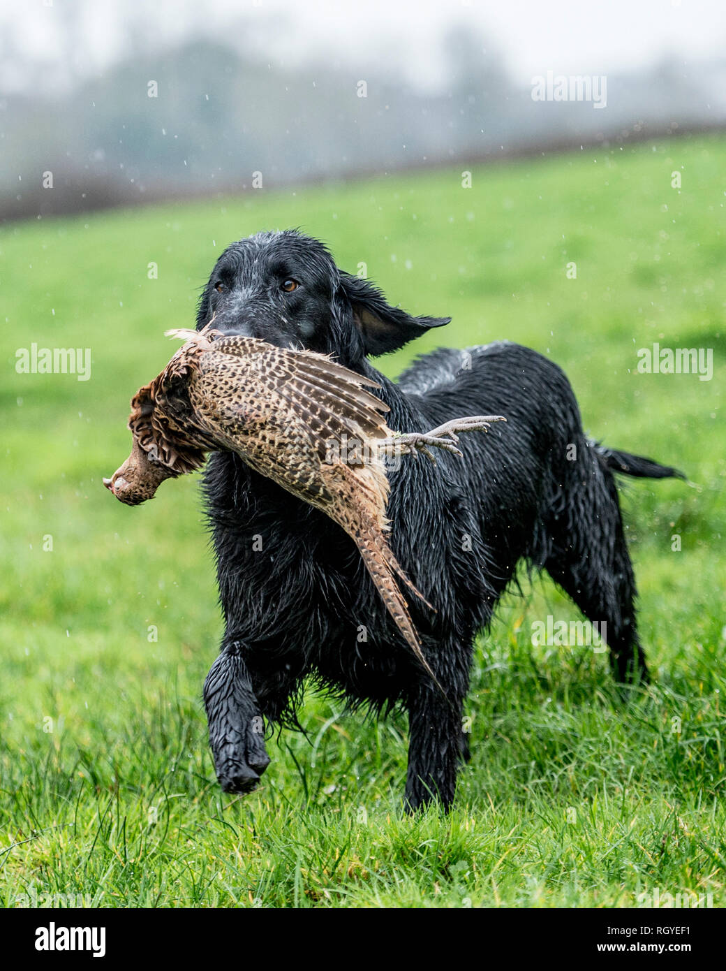 flat coated retriever dog Stock Photo - Alamy