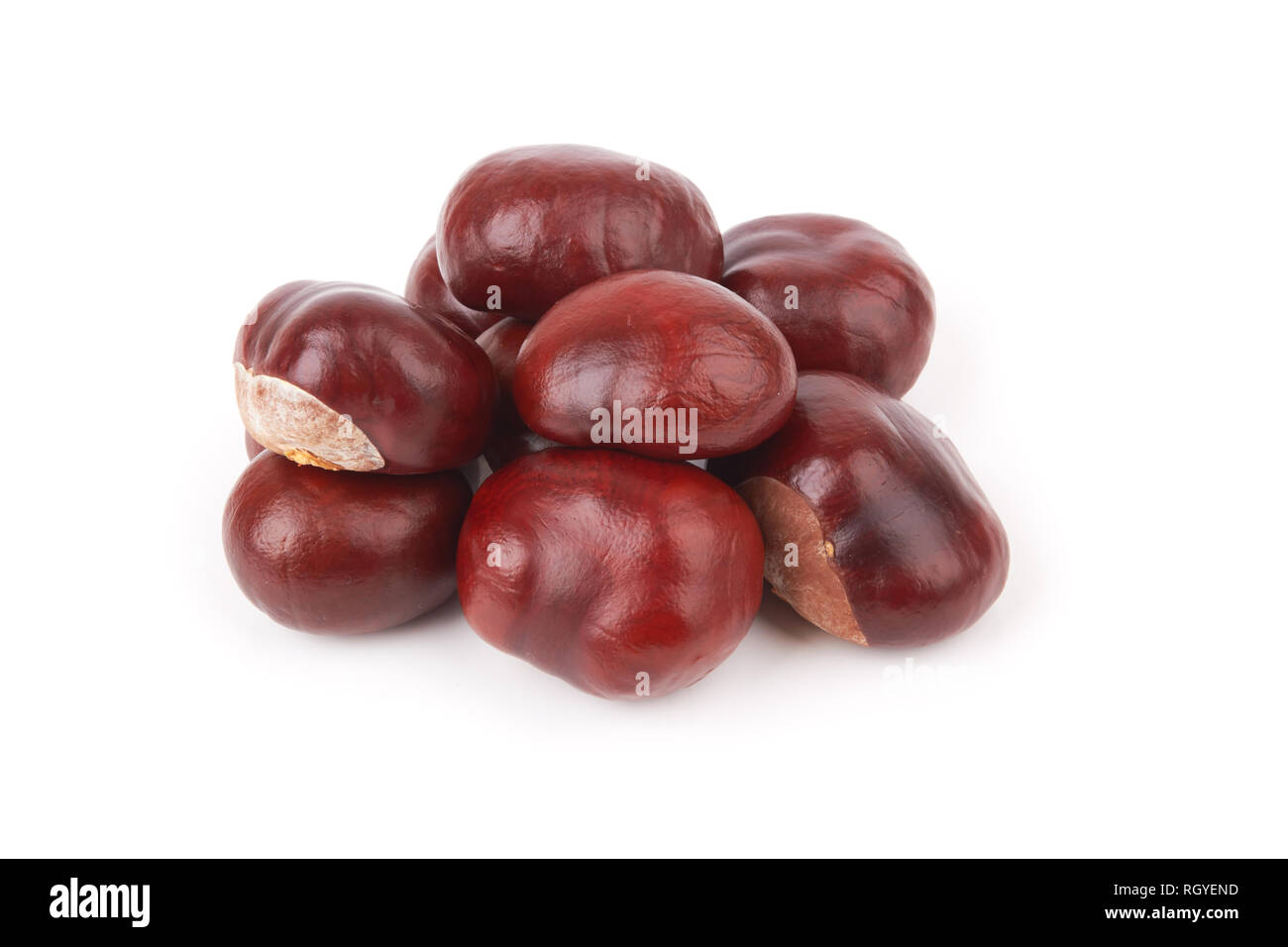 fruit chestnut isolated on a white background Stock Photo - Alamy