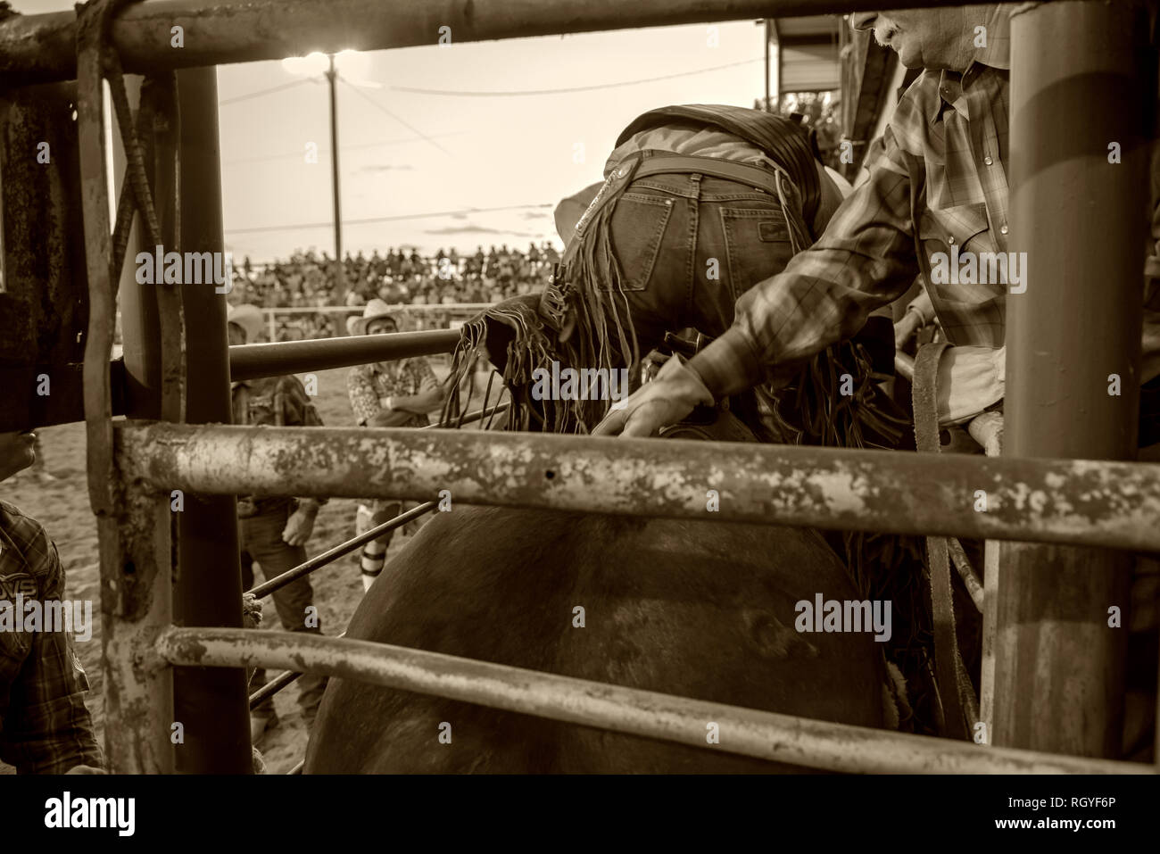 Texas rodeo cowboys Stock Photo