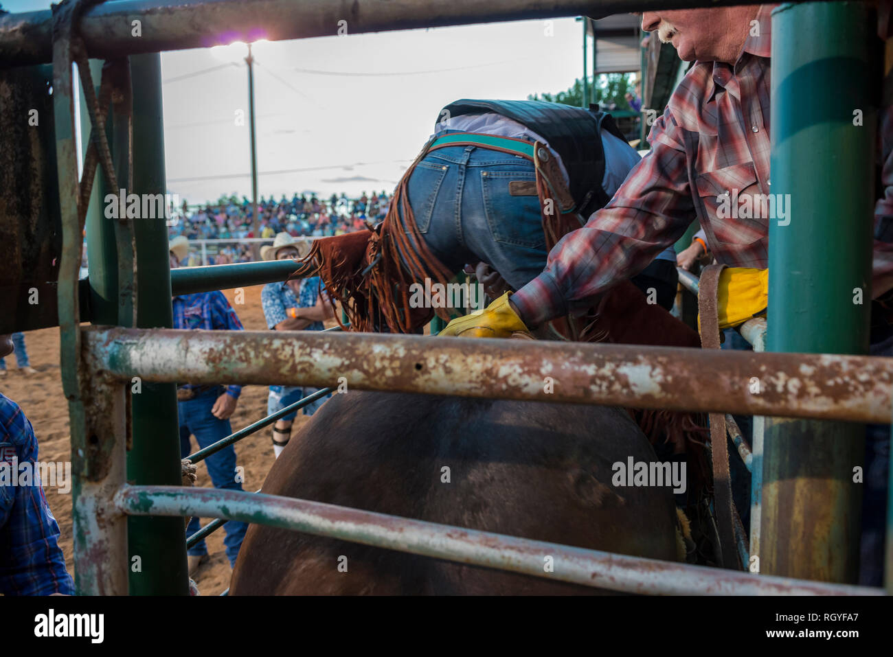 Peach rodeo hi-res stock photography and images - Alamy
