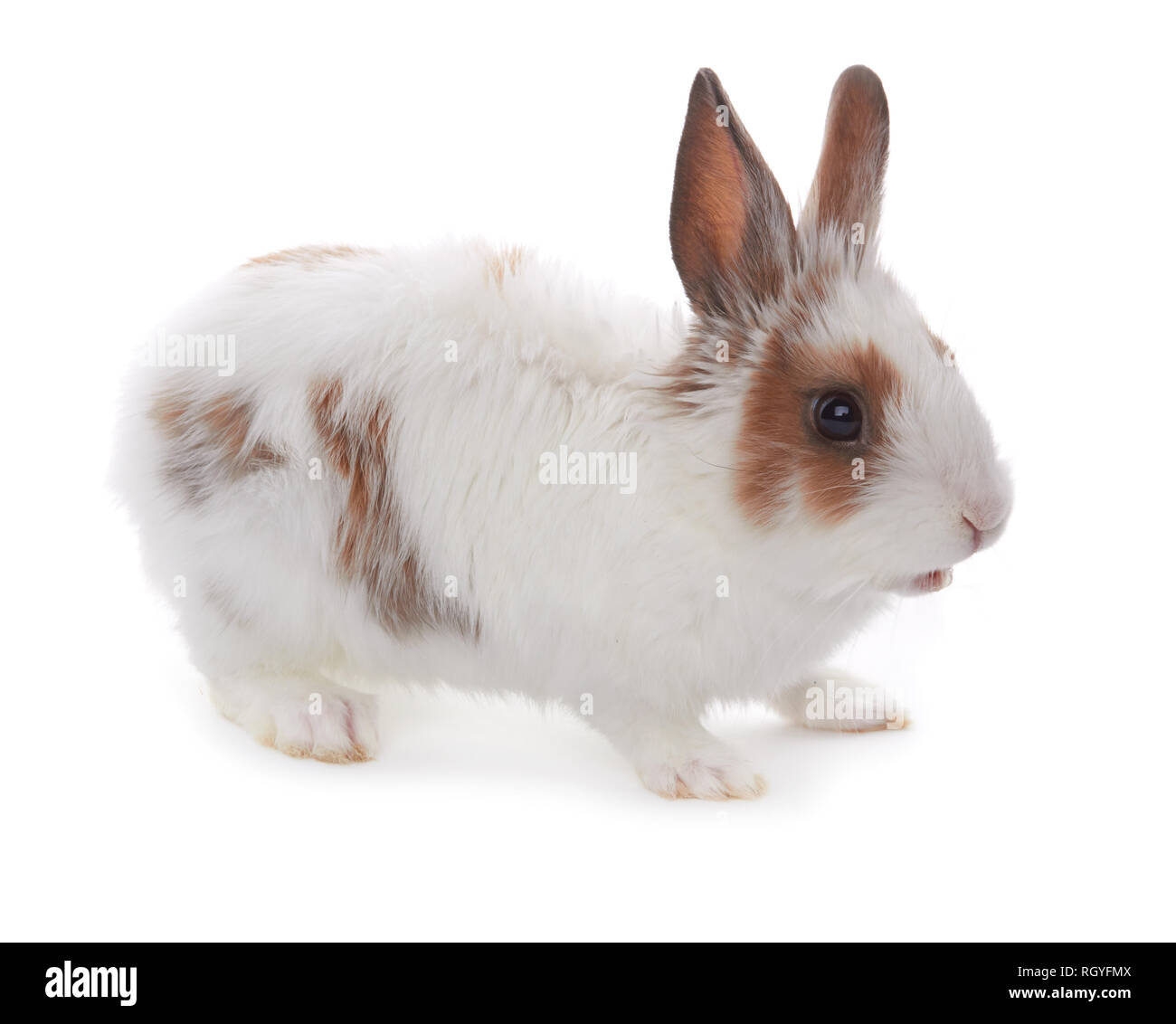 Little rabbit isolated on a white background Stock Photo - Alamy
