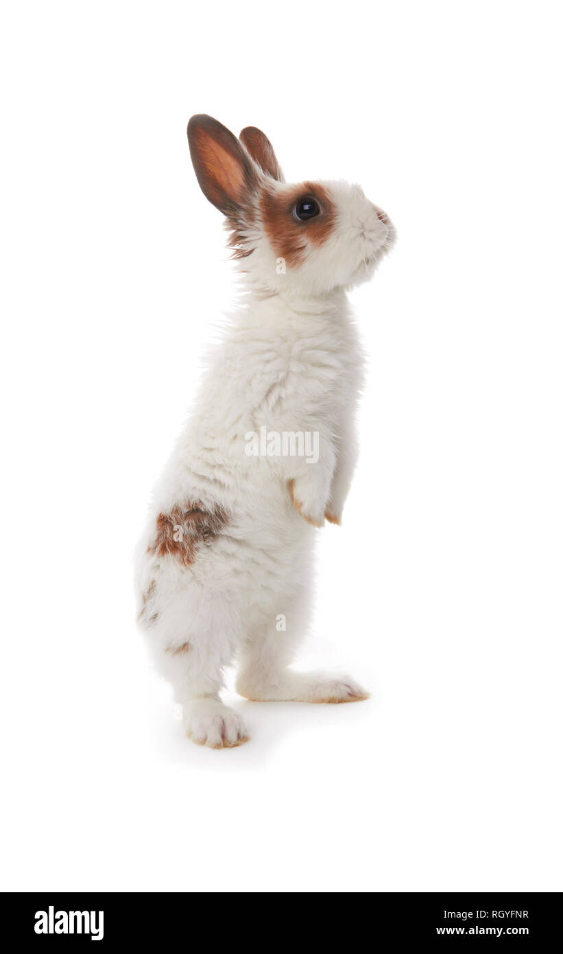 Little rabbit isolated on a white background Stock Photo