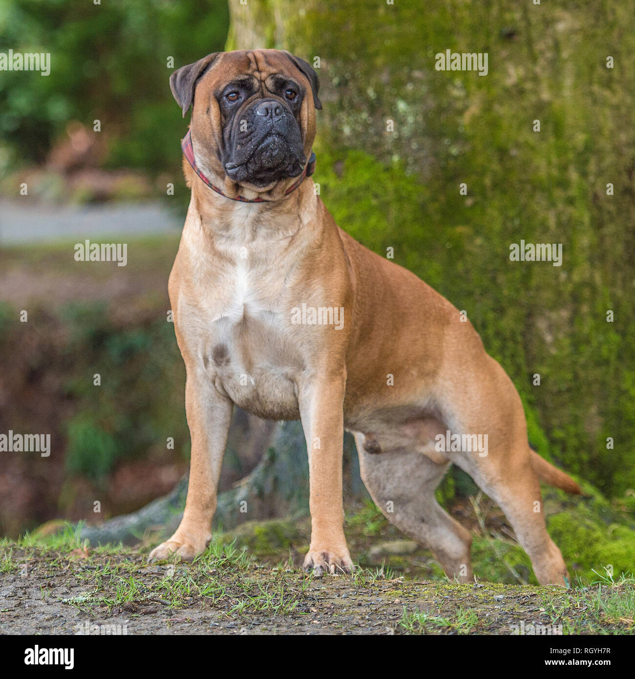 bullmastiff Stock Photo