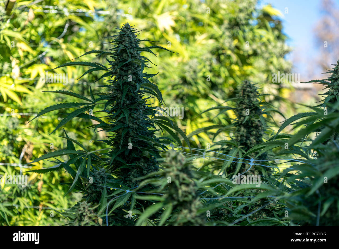Cannabis or marijuana buds or flowers growing in an outdooors