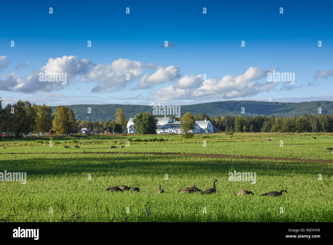 Creamers field fairbanks hires stock photography and images Alamy