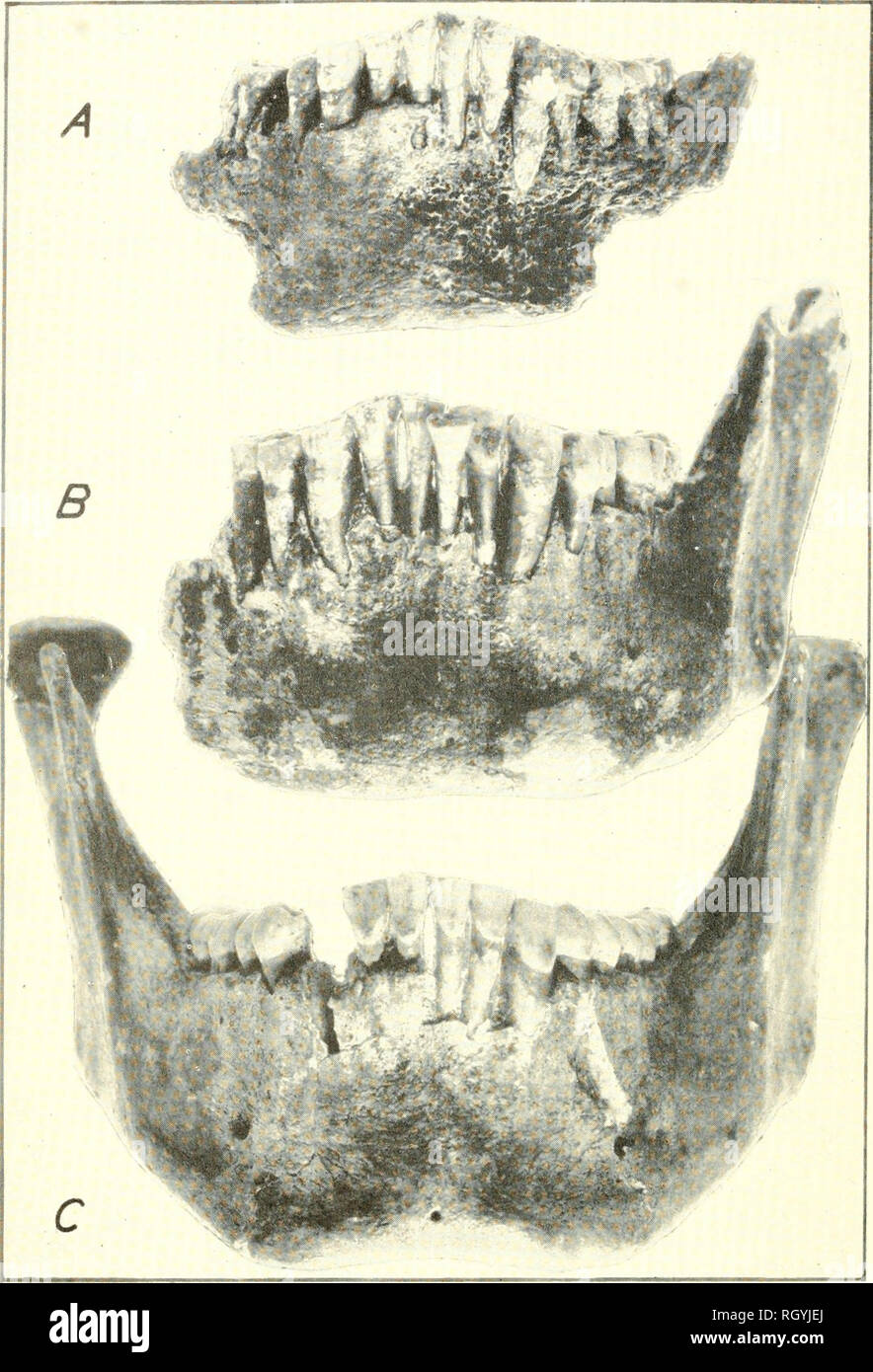 . Bulletin. Ethnology. BUREAU OF AMERICAN ETHNOLOGY BULLETIN 131 PLATE 46. Three lower jaws showing a pointed contour formed by the biting edges of the incisors, caused apparently by early loss of the upper median incisors. A is Pm-7 (U.S.N.M. No. 369562); B is Pm-30 (U.S.N.M. No. 369577); C is P.m-45 (U.S.N.M. No. 369587). (Natural size.). Please note that these images are extracted from scanned page images that may have been digitally enhanced for readability - coloration and appearance of these illustrations may not perfectly resemble the original work.. Smithsonian Institution. Bureau of A Stock Photo