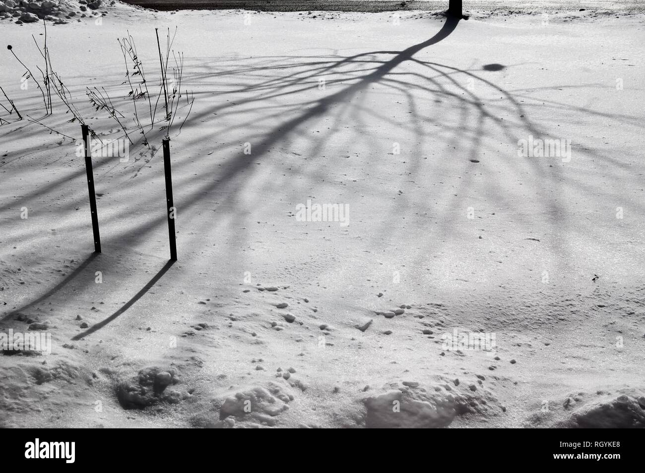 Shadow of a Tree on Freshly Fallen Snow Stock Photo