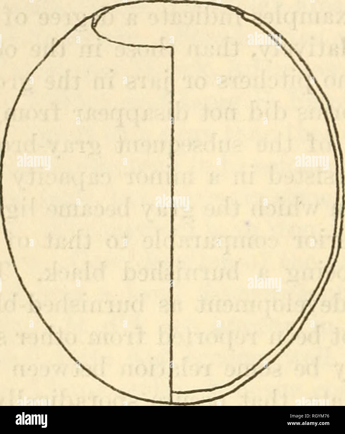 . Bulletin. Ethnology. 16 BUREAU OF AMERICAN ETHNOLOGY [boll. 126 inches (22.22 to 25.4 cm.) in diameter, with a neck height of from 2 to 214 inches (5.08 to 5.71 cm,), and an orifice diameter of from 5 to 5y2 inches (12.7 to 13.97 cm.). Wall thickness varied from 14 to %6 of an inch (6 to 7 mm.). A third shape was that of a globular- bodied pot with a slightly depressed top and wide orifice (fig. 1, c). This group was not as numerous as the other two and apparently not. Please note that these images are extracted from scanned page images that may have been digitally enhanced for readability - Stock Photo
