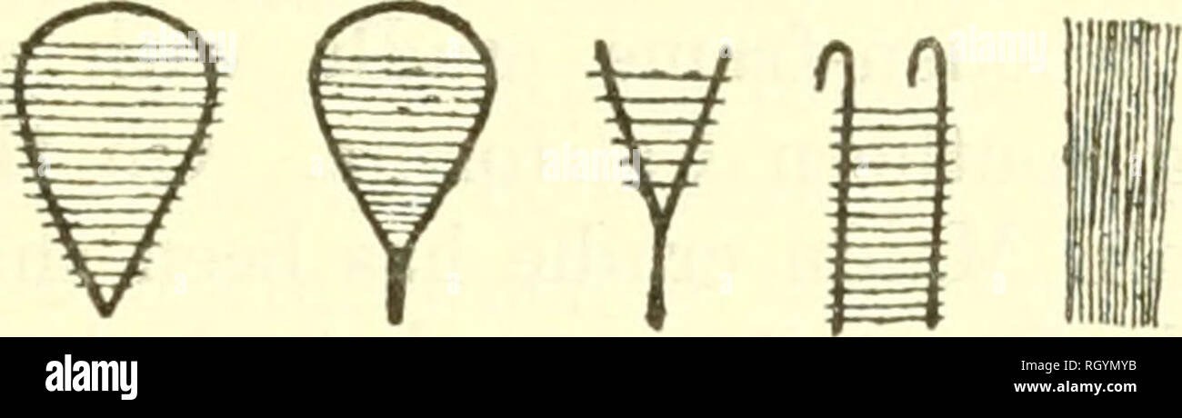 Bulletin. Ethnology. kroeber] HANDBOOK OF INDIANS Or CALIFORNIA