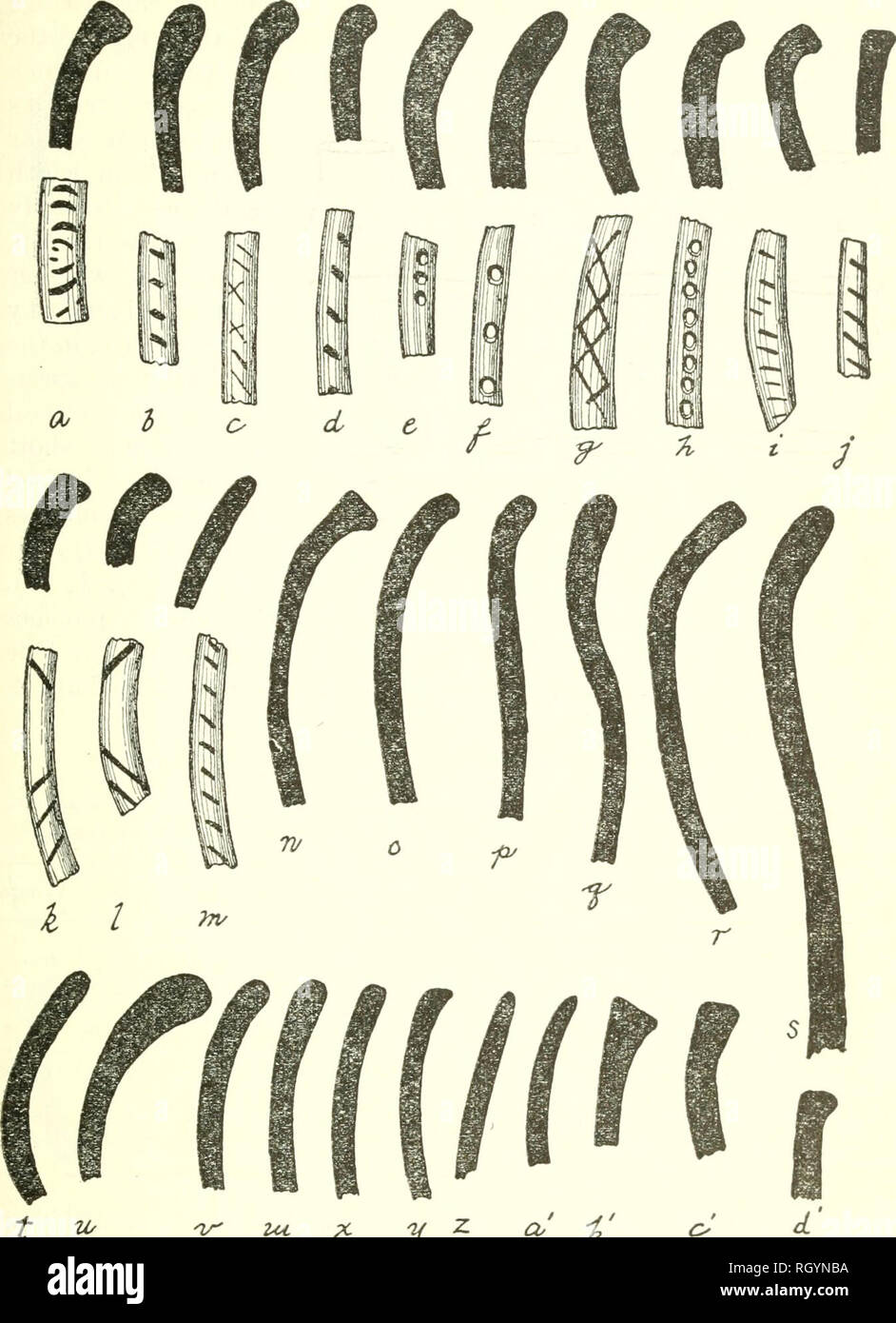 . Bulletin. Ethnology. JjTEWARD] CAVES OF GREAT SALT LAKE REGION 45. Figure 17.—Pot rims. form a slight neck under the rim, A few rim sherds indicate excep- tionally large vessels, the orifice diameters of the ollas in figure 18 ranging from 4'' (10304, fig. 18, a) to 13&quot; (9724, fig. 18, g). The curve of the rim sherds is single and regular, the only exceptions being 10349 (fig. IS, i), from Cave No. 2, which has a double curve,. Please note that these images are extracted from scanned page images that may have been digitally enhanced for readability - coloration and appearance of these i Stock Photo