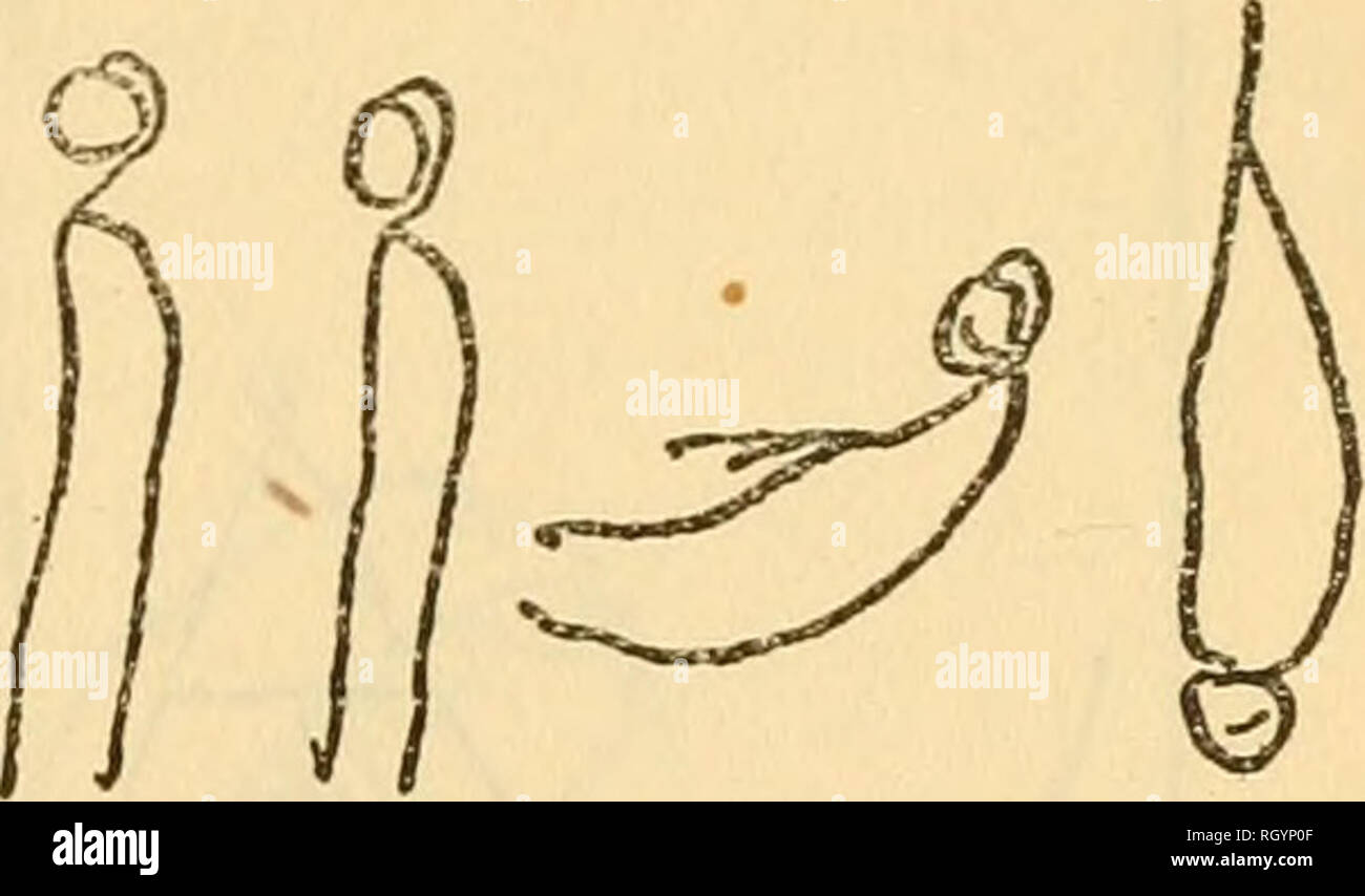 Bulletin Ethnology Fig 16native Drawing Two Families