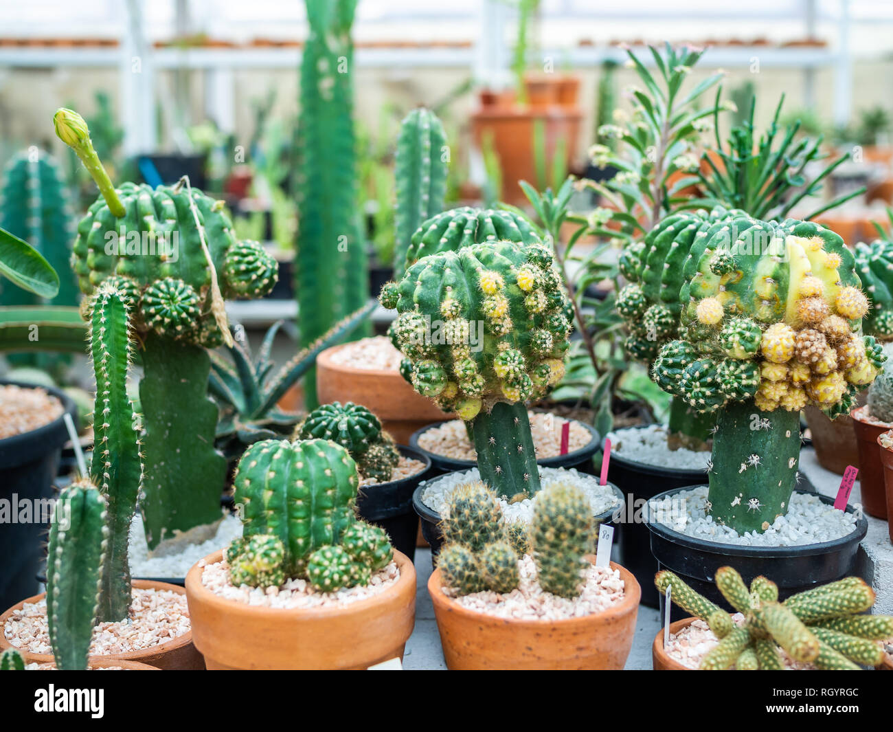 Table cactus plant deals