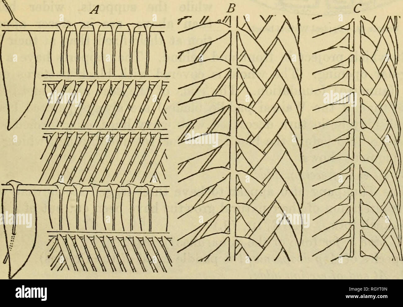 Bulletin. Ethnology. Figure 22.—Illustration of mauritia thatch to replace Figure 78, c (WER, vn), drawn incorroctly. Figure 23.—Some methods of using manicol leaf for thatch. (Sec. 323.) A, Manicol and