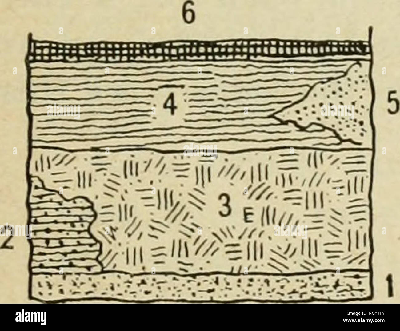 . Bulletin. Ethnology. Fig. 35. Cross section of Fort Deposit Cave at 175 feet. being quite