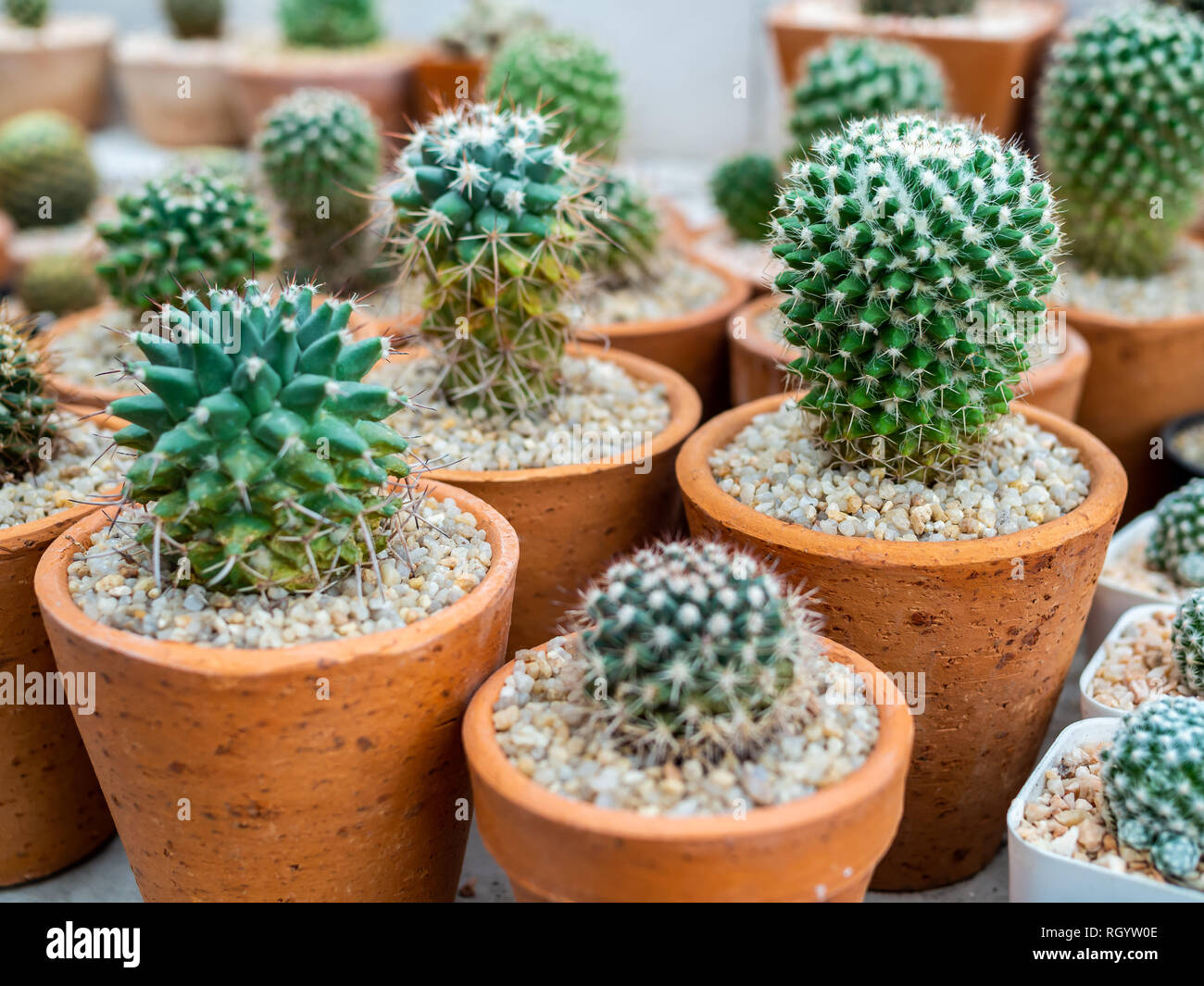 Green cactus plants on gravel in terracotta pots Stock Photo Alamy