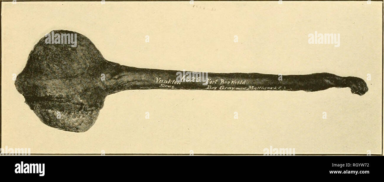 Bulletin Ethnology A Quot Pemmican Maul Oto Agency Nebrasca J W Griest Quot Formed Of One Piece Of Wood Extreme Length 39 Inches U S N M B Heavy Stone Maul With Handle Attached