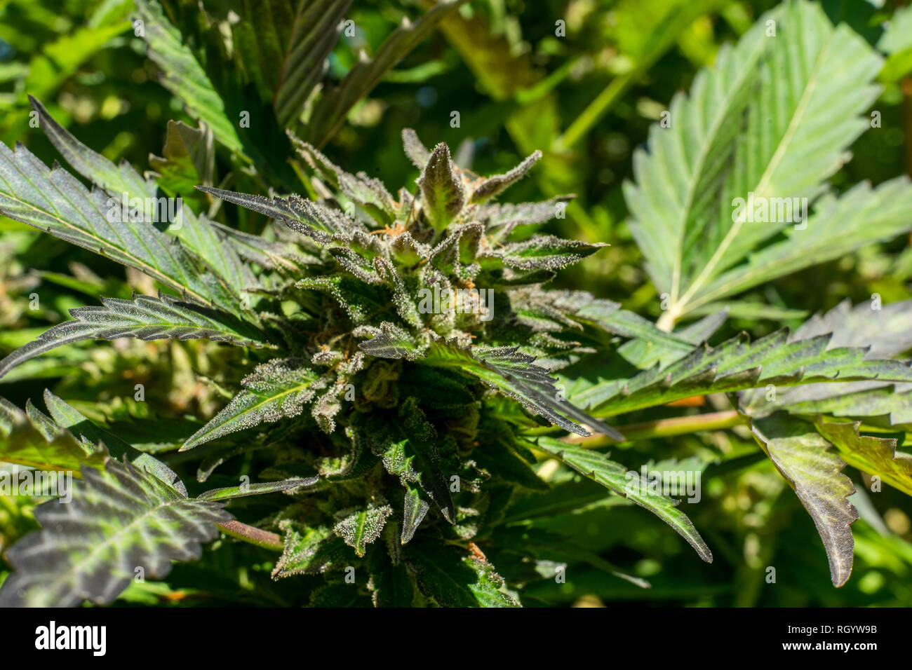 Cannabis or marijuana buds or flowers growing in an outdooors