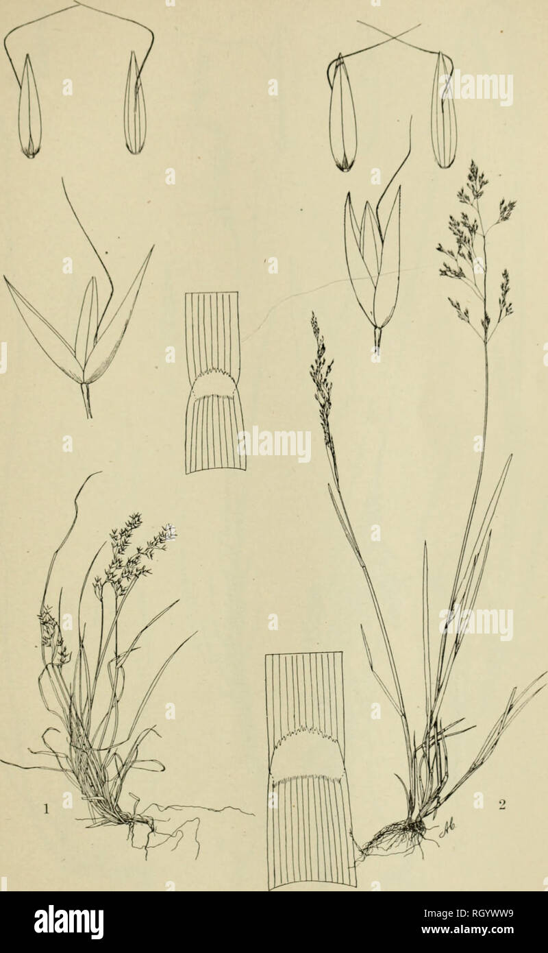 . Bulletin. 1901-13. Agriculture; Agriculture. Bui. 68, Biuenu of Pinr.t Induitry. U S. D.-pt of ARncultur*. Plate XXXV.. FlQ. 1.-AGROSTIS MERTENSII TRIN. FiG. 2.-AGROSTIS BOREALIS HaRTM. SWEDEN).. Please note that these images are extracted from scanned page images that may have been digitally enhanced for readability - coloration and appearance of these illustrations may not perfectly resemble the original work.. United States. Bureau of Plant Industry, Soils, and Agricultural Engineering. Washington Govt. Print. Off Stock Photo