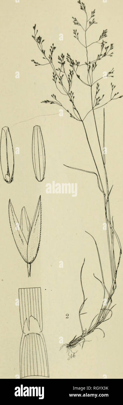 . Bulletin. 1901-13. Agriculture; Agriculture. Fig. 1.-AGROSTIS geminata Trim. Fig. 2.-Agrostis geminata Trin. iAwnless Form).. Please note that these images are extracted from scanned page images that may have been digitally enhanced for readability - coloration and appearance of these illustrations may not perfectly resemble the original work.. United States. Bureau of Plant Industry, Soils, and Agricultural Engineering. Washington Govt. Print. Off Stock Photo