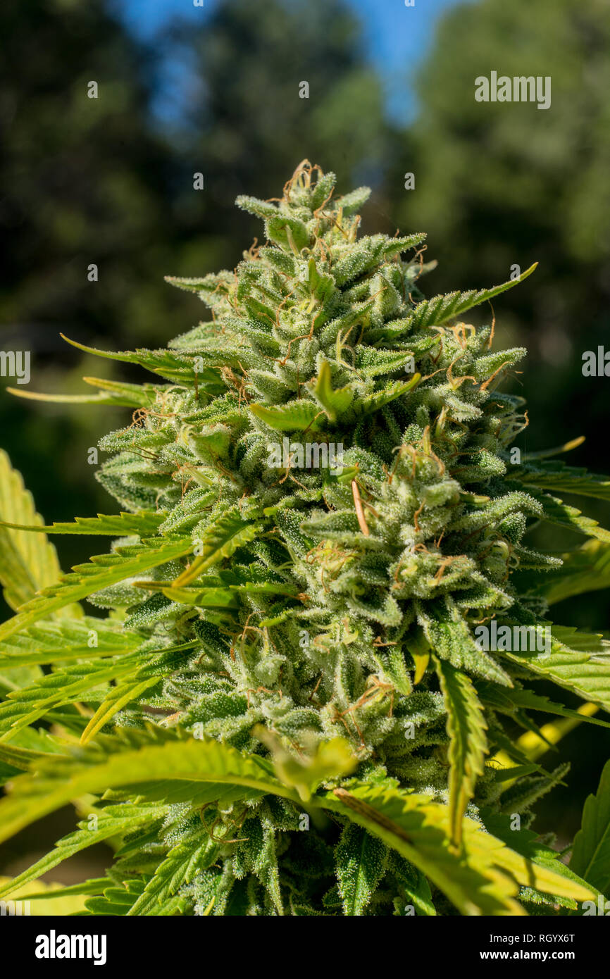 Cannabis cannabis leaves drug drugs hi-res stock photography and images -  Page 10 - Alamy