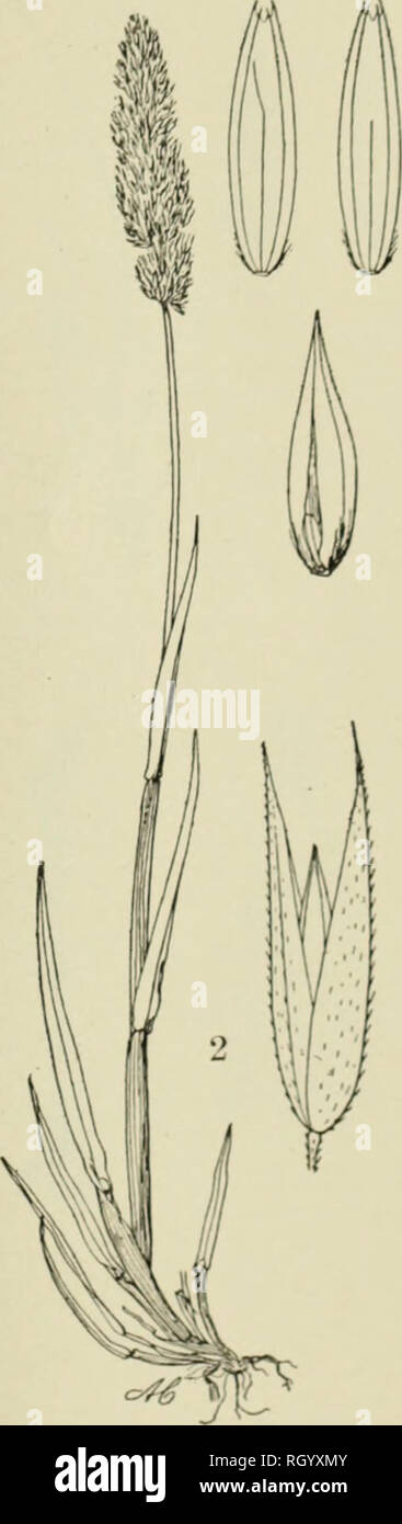 . Bulletin. 1901-13. Agriculture; Agriculture. Fig. 1.-AGROSTIS inflata Scribn. Fig. 2.-Agrostis densiflora Vasey.. Please note that these images are extracted from scanned page images that may have been digitally enhanced for readability - coloration and appearance of these illustrations may not perfectly resemble the original work.. United States. Bureau of Plant Industry, Soils, and Agricultural Engineering. Washington Govt. Print. Off Stock Photo