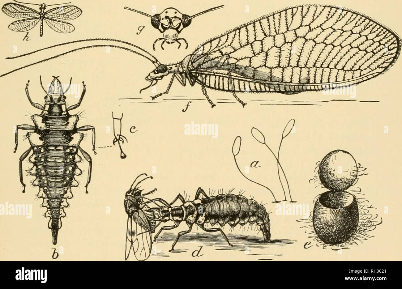 . Bulletin. Geography. 300 Fig. 299.—A parasitic wasp depositing eggs in the body of a grain louse (after Washburn, Bull. 108, Fig. 16, p. 274). Fig. 300.—^A louse killed by a parasite (after Washburn, loc. cit., Fig. 12, p. 276).. Fig. 301.—The life history of the golden-eyed lacewing {Chrysopa oculala): a, eggs; J, the larva—&quot;aphis-lion&quot;; c, foot of the larva; c/, the larva seizing an aphid; e, the pupal cocoon; /, g, h, the adult; k, natural size (after Chittenden, Div Ent U.S. Dept. Agr.).. Please note that these images are extracted from scanned page images that may have been di Stock Photo