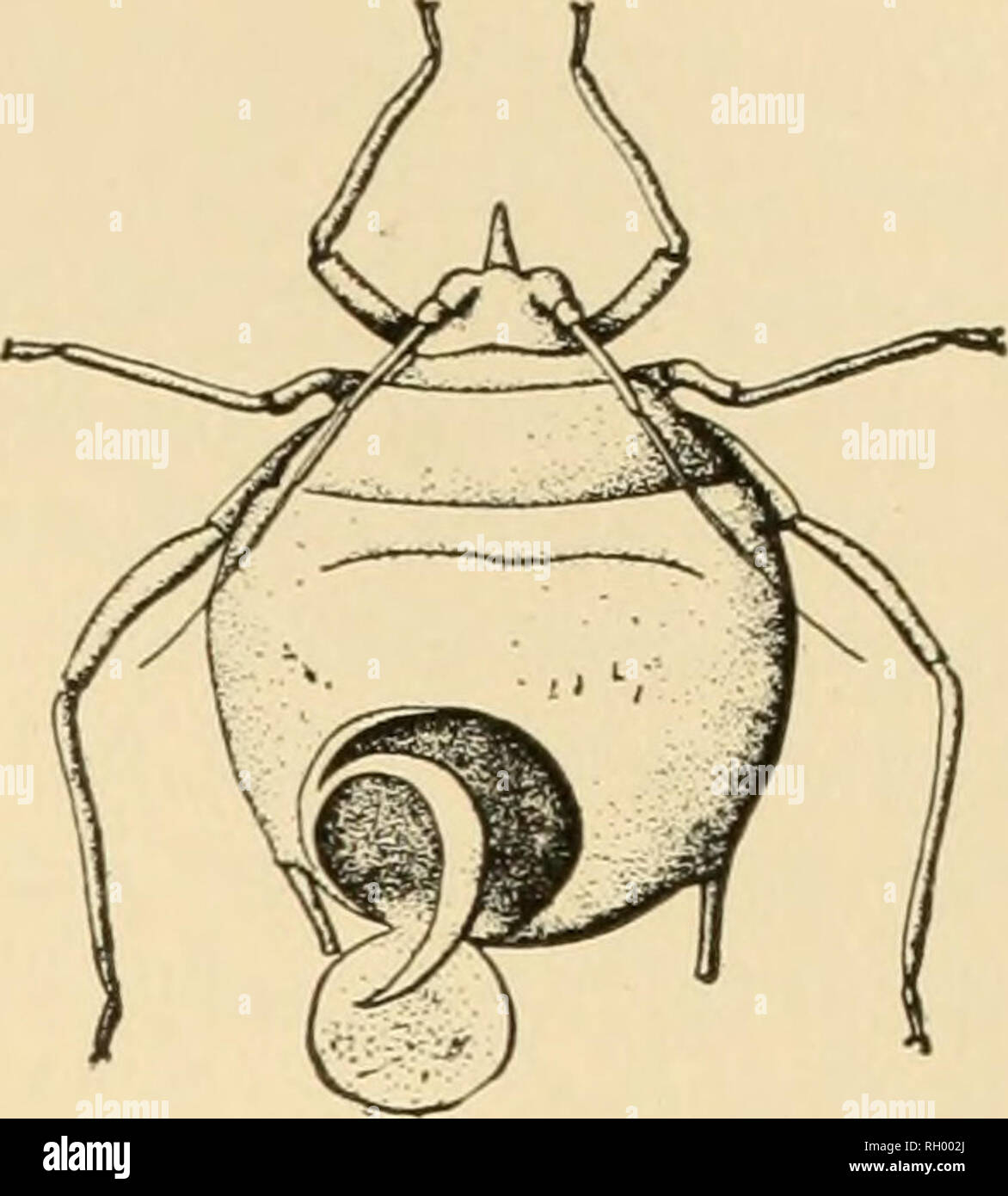 . Bulletin. Geography. 300 Fig. 299.—A parasitic wasp depositing eggs in the body of a grain louse (after Washburn, Bull. 108, Fig. 16, p. 274). Fig. 300.—^A louse killed by a parasite (after Washburn, loc. cit., Fig. 12, p. 276).. Please note that these images are extracted from scanned page images that may have been digitally enhanced for readability - coloration and appearance of these illustrations may not perfectly resemble the original work.. Geographic Society of Chicago. Chicago, Ill. : Published for the Society by the University of Chicago Press Stock Photo