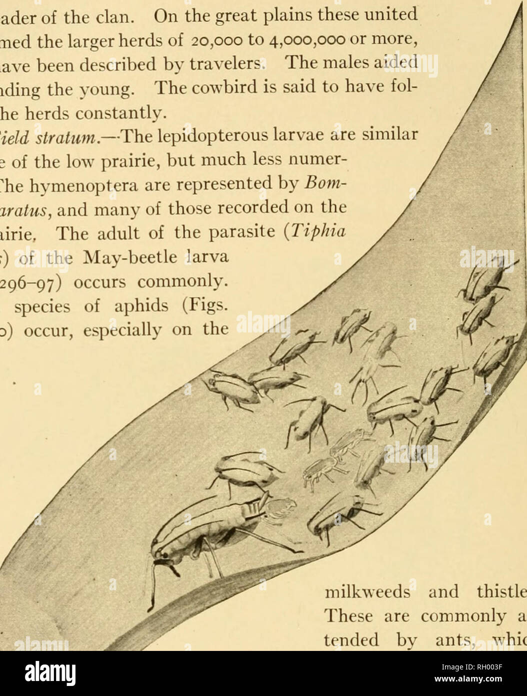 Bulletin Geography 290 Prairie Communities Usual Leader Of The Clan On The Great Plains These United And Formed The Larger Herds Of 000 To 4 000 000 Or More Which Have Been Described