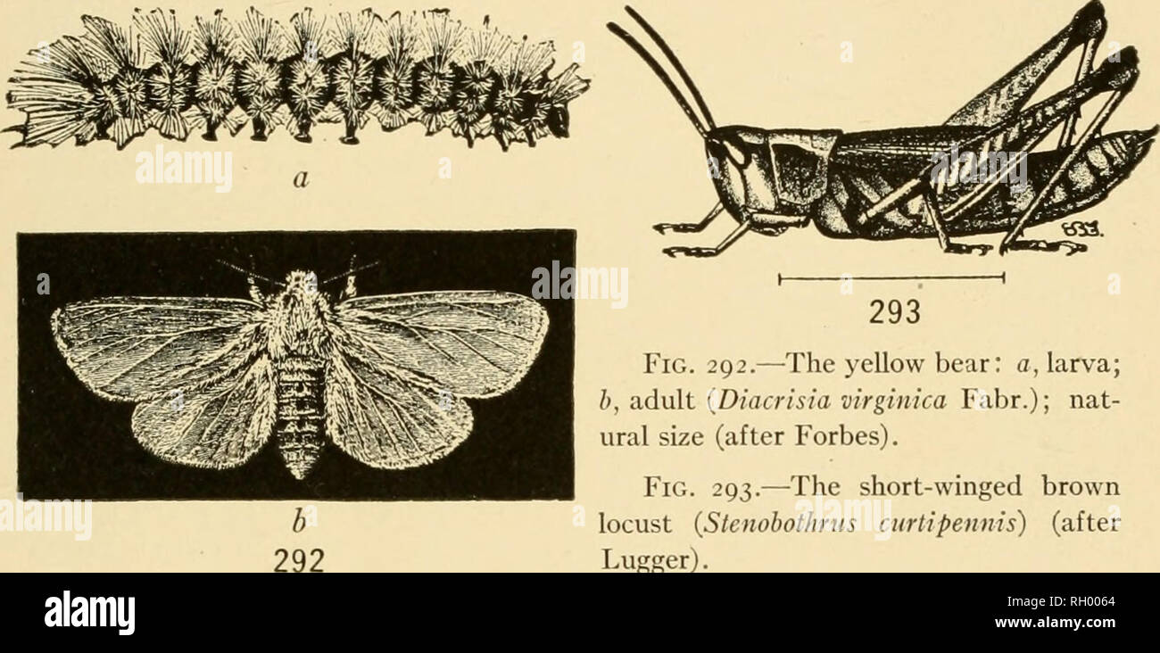 . Bulletin. Geography. LOW PRAIRIE 285 sawfly (Fig. 287), which is very abundant in early June. Associated with this are many caterpillars (174). The greasy cutworm {Agrotis ypsilon Rott.) feeds upon the strawberry. The army worm (Lucania unipunda Haw.) feeds upon a variety of plants, and several of its near relatives occur. The larvae of the salt-marsh caterpillar {Estigmene acraea) (Figs. 290, 291), the yellow bear (Diacrisia virginica Fab.) (Fig. 292), hedgehog caterpillar {Isia Isabella S. and A.), and Apantesis phalterta Harr. are common. Of the Orthoptera, Xiphidiiim fascia turn and the  Stock Photo