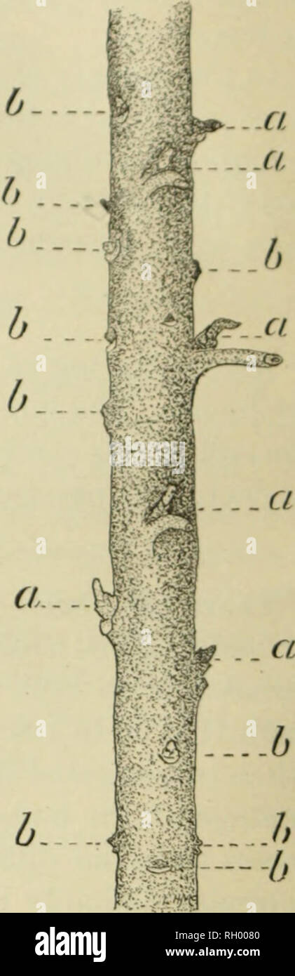 . Bulletin. 1901-13. Agriculture; Agriculture. Fig. 2.—Shield bud out out prepanitory to insertion. Fi(i. 3.—Seed- Mng iivot'udo stock Willi shield bud in- serted. Fu;. I.—Shield l)ud wrapped Willi Wiixed eloth. (iKAl'TIXtJ. Fk;. 5.—Bud stick; a, a, etc., &quot;live&quot; buds in various stages of development; 6, b, etc., blind buds which should not be used. Baltet&quot; recommends four difierent methods of grafting: (1) Inarch- ing, (2) veneer grafting, (3) cleft grafting, and (-t) veneer grafting near the root. In inarching and cleft grafting the top of the stock is lig • ured as having been Stock Photo