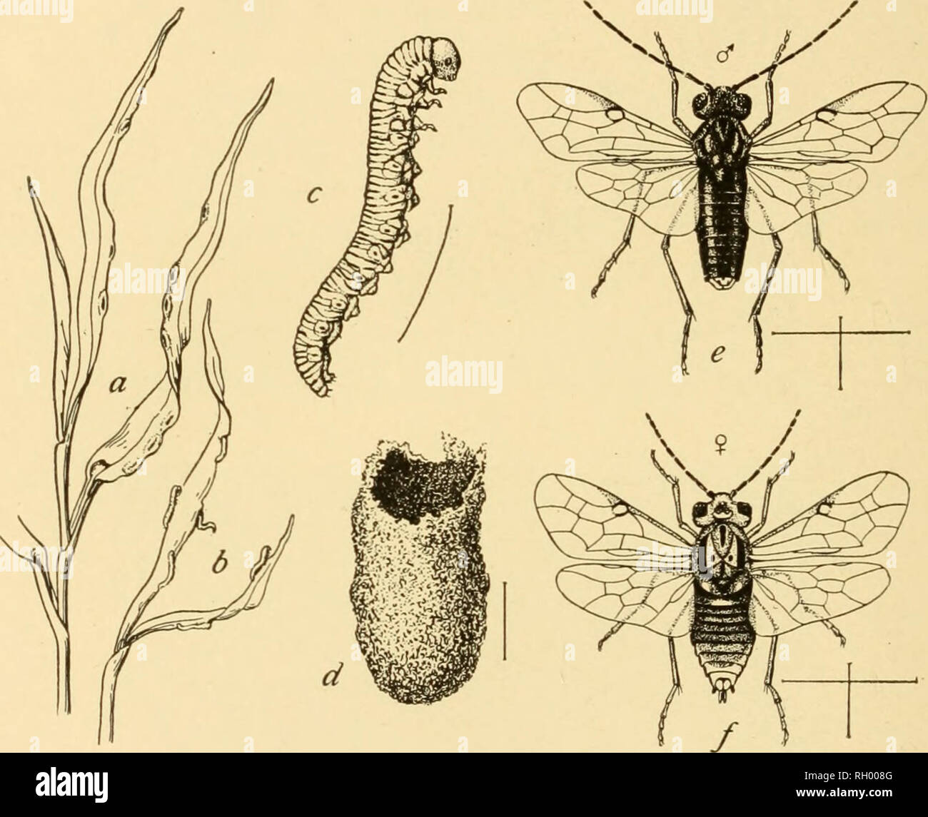 . Bulletin. Geography. 282 PRAIRIE COMMUNITIES fissilis), of the strawberry flea-beetle {Typophorus canellus), and the corn rootw'orms (Diabroiica) (174), and of many other insects well known in economic literature, burrow into the roots of the plants in the larval stage. Many of the grass-eating cutworms, caterpillars, and sawflies (Fig. 287) pupate beneath the surface of the ground. The salamander {Amhlystoma tigrinum) spends ten months of each year buried in the mud of such temporary ponds. The Pennsylvania meadow-mouse {Microtus pennsylvanicus Or.) has been common in these situations.. Fig Stock Photo
