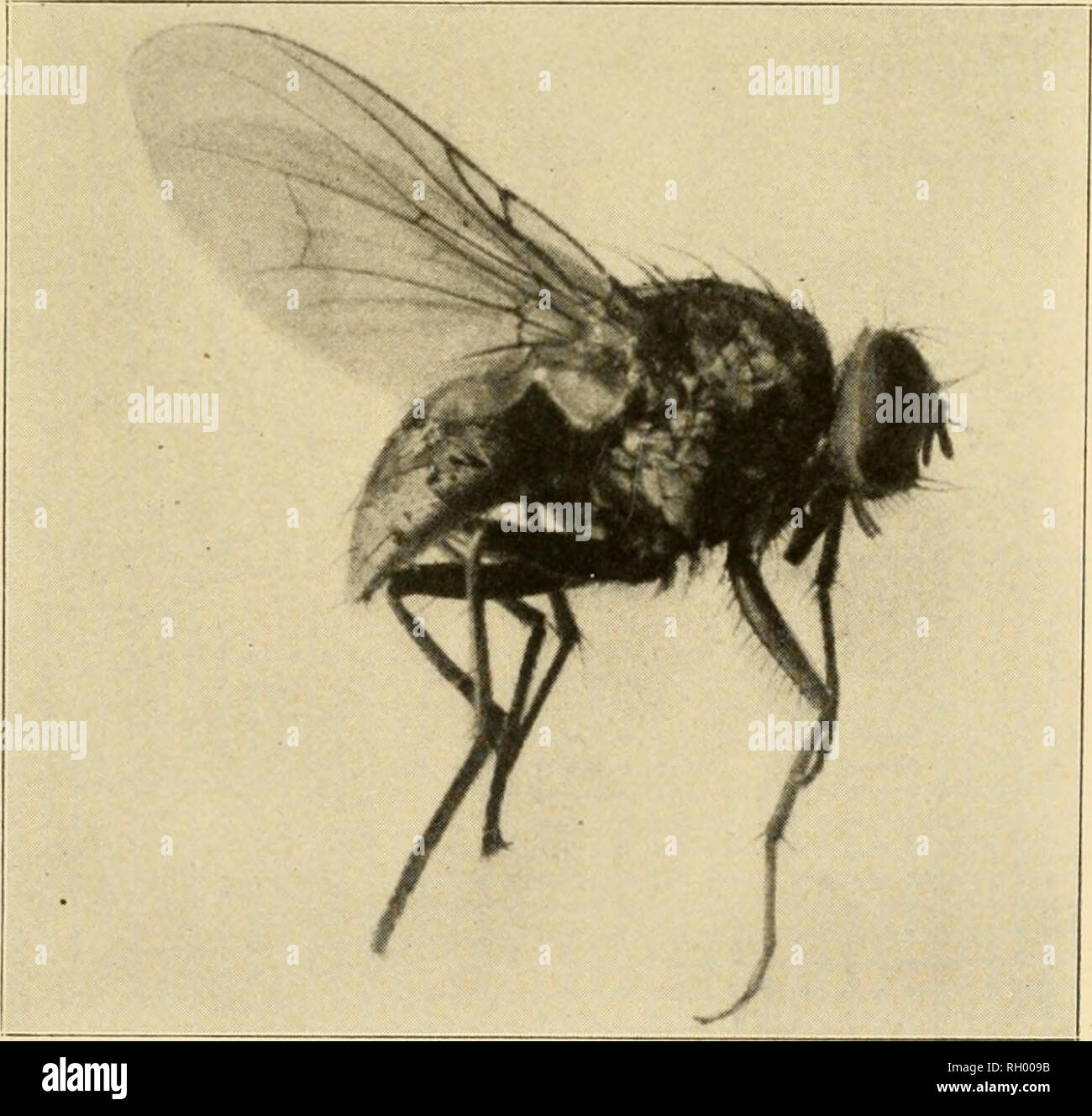 . Bulletin. Geography. Some Low Prairie Flies Fig. 284.—Pipimctilus ftiscus (after Lugger from Williston). Fig. 285.—Tabanus lineola Fabr. (after Lugger from Williston).. Fig. 286.—Spilogasler sp. from Williston, who says it inhabits high grass.. Please note that these images are extracted from scanned page images that may have been digitally enhanced for readability - coloration and appearance of these illustrations may not perfectly resemble the original work.. Geographic Society of Chicago. Chicago, Ill. : Published for the Society by the University of Chicago Press Stock Photo