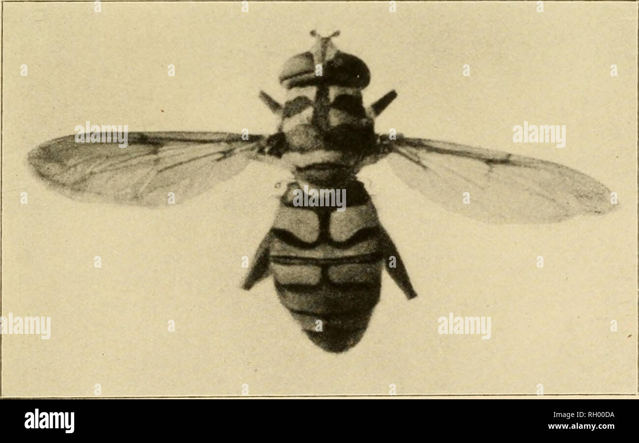 . Bulletin. Geography. 272. 273 Fig. 272.—A leptid fly {Coenomyia ferruginea); enlarged (after Williston). Fig. 273.—A large syrphus fly {Milesia virgiiiiciisis); enlarged (after Williston).. Please note that these images are extracted from scanned page images that may have been digitally enhanced for readability - coloration and appearance of these illustrations may not perfectly resemble the original work.. Geographic Society of Chicago. Chicago, Ill. : Published for the Society by the University of Chicago Press Stock Photo