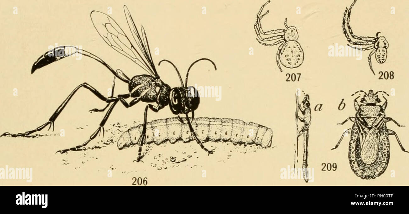 . Bulletin. Geography. BLA CK-OA K A SSOCIA TION 231 a) Subterranean-ground stratum.— Several digger-wasps and para- sites not found in the earlier stages occur among the more closely placed vegetation here {Epeolus pusillus, a parasite, Specodes dichroa, and Ody- nerus anormis). A megachilid or leaf-cutter makes a nicely matched thimble-shaped cell. This cell is placed at the end of a burrow about 2 in. below the surface of the sand. The burrow is about 4 in. long. The leaf-cutter is attacked by a parasitic bee {Coeloixys rufitarsus) which lays its eggs upon the larval cell. One sunny day we  Stock Photo