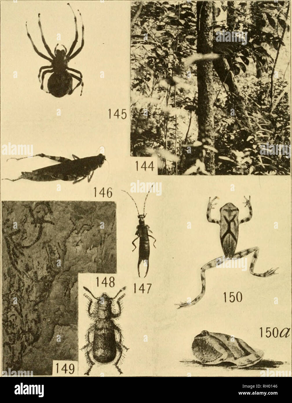 . Bulletin. Geography. 194 WET FOREST COMMUNITIES. Representatives of the Tamarack Swamp Community Fig. 144.—View in the dense vegetation of the tamarack swamp. Fig. 145.—Female orb-weaver {Epeira gigas); about natural size. Fig. 146.—The brindled locust (Melanoplns punclulatus); natural size. Fig. 147.—Axi eSirviig {Apterygida aculeata); natural size. Fig. 148.—An engraver beetle destroyer (Cleridae, Thanasimus dubius); 3 times natural size (from Blatchley after Wolcott). Fig. 149.—The bark of the tamarack, showing the work of the engraver beetle {Polygraphus rufipennis). Figs, t^o, 150a.—Pic Stock Photo