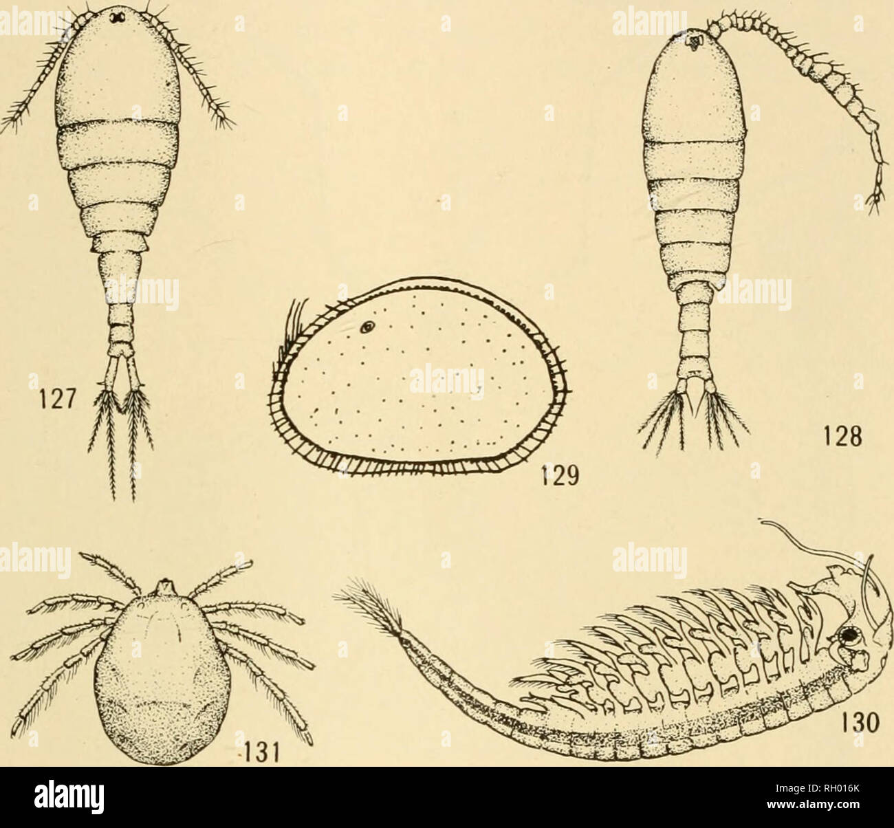 . Bulletin. Geography. TEMPORARY POND COMMUNITIES 177 the ostraccd {Cyprois marginata )(i47) (Fig. 129), and the fairy shrimp (Eubranchipus) (148) (Fig. 130), all of which are characteristic of tempo- rary ponds. Red mites (Fig. 131) are also common (149). Professor Child (unpublished) has noted that the distribution each spring of Eubranchipus and of other temporary pond species is modified. Temporary Grassy Pond Animals Fig. 127.—A temporary pond copepod (Cyclops viridis americanus Marsh); 35 times natural size (after Herrick and Turner). Fig. 128.—The red copepod [Diaptomus stagualis) from  Stock Photo