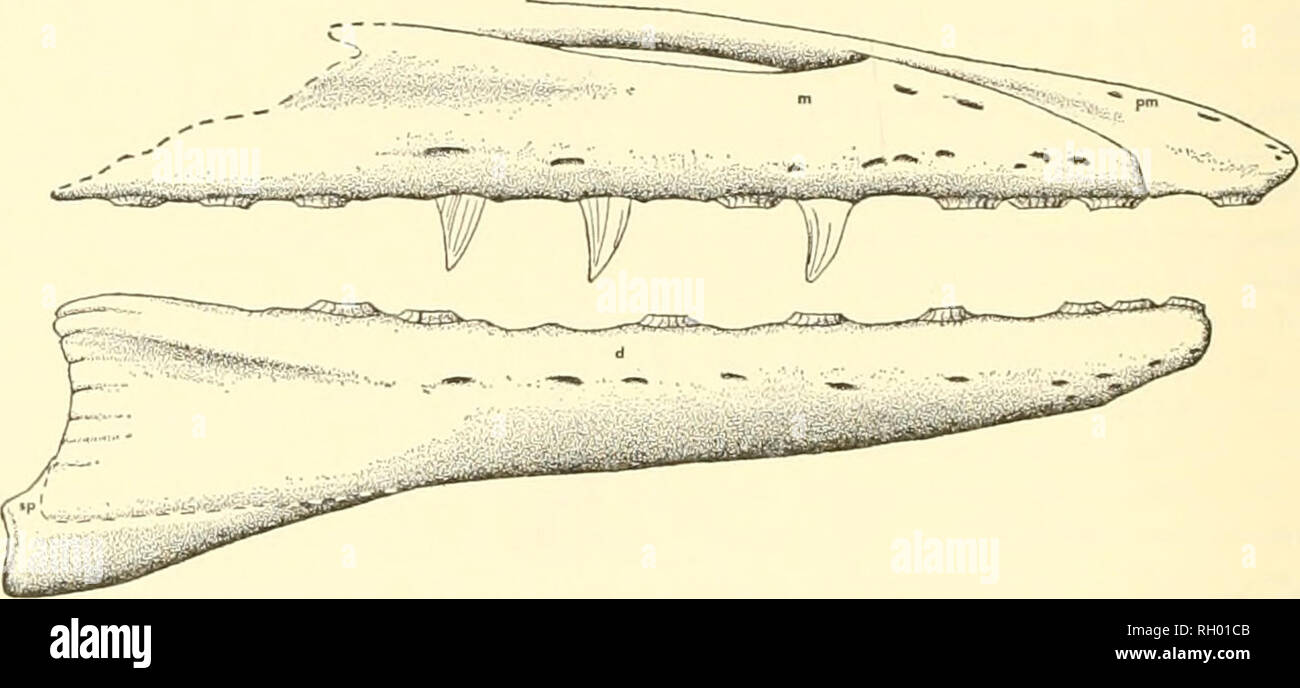 . Bulletin. Natural history. 136 PEABODY MUSEUM BULLETIN 23 Referred Specimen. KU no. *1024, from the Niobrara Chalk, collected by Charles H. Sternberg. Diagnosis. Narial emargination begins dorsal to fourth maxillary tooth. Fourteen teeth in maxilla. Splenial has weak median dorsal keel on articulating surface. Fourteen teeth in dentary. Dentary relatively heavy with parallel dorsal and ventral margins up to point beneath third and fourth dentary tooth, margins tlien converge rapidly ante- riorly to a rounded tip. Marginal teeth short relative to other species of Mosasaurus and triangular in  Stock Photo