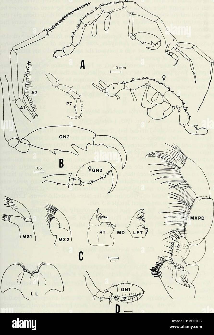 . Bulletin. Science; Natural history; Natural history. CAPRELLID AMPHIPODS FROM NORTHERN CALIFORNIA 155. 0 2 Fig. 3. Ciiprcllii iivaiillu&gt;i;ii.sicr luimliitUllUnsis: A. Male iiml I'cni.ilc. hilci.il icu; appendages, antenna I. antenna 2. and pereopod 7; B. Male gnathopud 2 and female gnathopod 2; C. Male mouth- parts; D. Male gnathopod I: measurements are in millimeters. Key to figure symbols: .A = antenna; GN = gnathopod; LET = left: LL = lower lip; MD = mandible; MX = maxilla; MXPD = ma.illiped; P = pereopod; and RT = right.. Please note that these images are extracted from scanned page Stock Photo