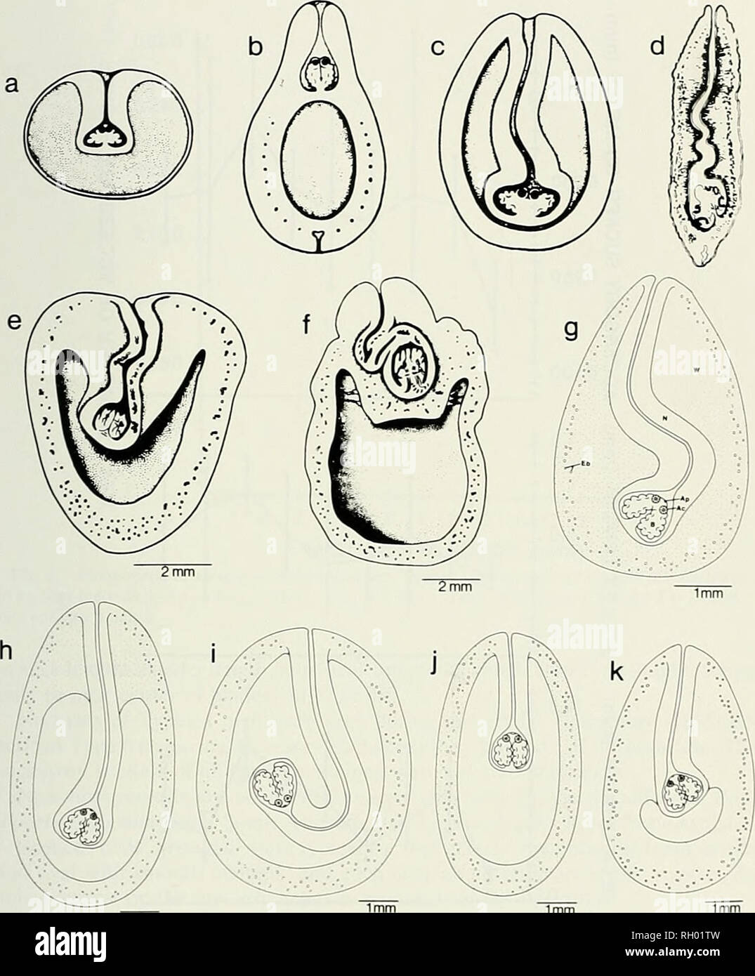 . Bulletin. Science; Natural history; Natural history. NEW MORPHOTYPES OF TETRAPHYLLID CESTODES 103. 1mm 1mm Fig. I. Morphotypes of Fhyllnholhriiini delphini: a-c. morphotypes 1-3 (Guiart, 1935): d. mor- pholype 4 (Baer. 1932); e-f. morphotypes 5-6 (Delyatnure. 1955); g-k, morphotypes 7-11 (original). Ac. accessory sucker; .^p. apical sucker; B, bothridium; Eb. excretory tubules of bladder wall: N. invaginated neck: W. bladder wall. (No size scales available for Figs, la-d.) vaginated neck and scolex are in contact with the bladder wail. However, it differs from Type 4 (as figured by Baer 1193 Stock Photo