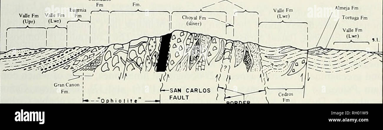 . Bulletin. Science; Natural history; Natural history. GEOLOGY OF CEDROS ISLAND 95 NW S E Cotoradito Choyal Eugenia Vallc Fm VaBe Fm Fm (Upi) (Lwt). Gran Canon | Fm. BORDER ) FAULT Section A- A 0 I z 3 km Fig. 4. Geological Section A-A'. Jurassic (Bajocian-Callovian) age (Imlay, pers. comm.. 1968). Similar lithologic sequences, which rest depositionally upon oceanic crust, are reported from the Coast Ranges (Bailey et al., 1970; Page, 1972), but these appear younger (i.e., late Jurassic-early Cretaceous) than the Gran Caiion. Gran Canon correlatives may occur in the Sierra Nevada or Peninsular Stock Photo