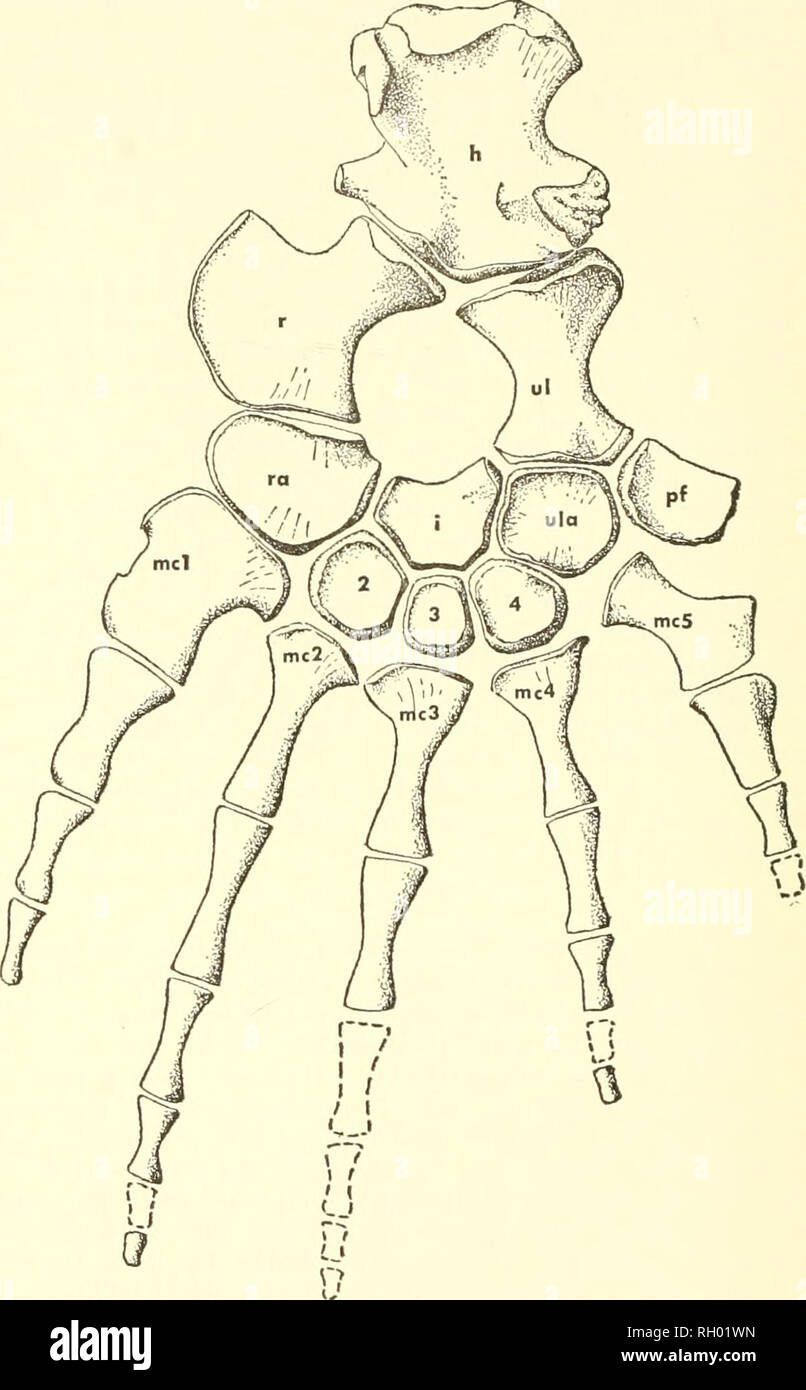 . Bulletin. Natural history. 92 PEABODY MUSEUM BULLETIN 23. Text-fig. 50. Flexor aspect of forelimb of Clidastes (YPM 24938, X ^Is, phalanges and metacarpal five after Marsh, 1880, pi. 1 fig. 1). Abbreviations for text-figs. 50-51, 53-55: h, humerus; i, intermedium; mc 1-5, metacarpals 1-5; pf, pisiform; r, radius; ra, radiale; ul, ulna; ula, ulnare; 1-4, distal carpals 1-4.. Please note that these images are extracted from scanned page images that may have been digitally enhanced for readability - coloration and appearance of these illustrations may not perfectly resemble the original work..  Stock Photo