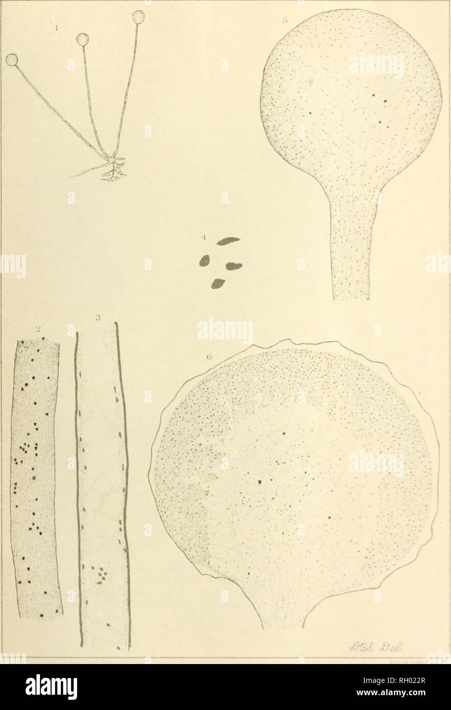 . Bulletin. 1901-13. Agriculture; Agriculture. I'.: -.1 lureau a] flam Industry L'.S.Dep. FORMATION Oh&quot;THESPORES IN RHIZOPUS NIGRICANS AND PHYCOMYCES NITENS. Please note that these images are extracted from scanned page images that may have been digitally enhanced for readability - coloration and appearance of these illustrations may not perfectly resemble the original work.. United States. Bureau of Plant Industry, Soils, and Agricultural Engineering. Washington Govt. Print. Off Stock Photo