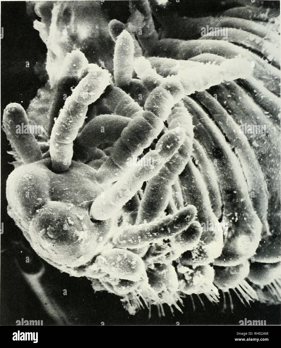 . Bulletin. Science; Natural history; Natural history. 44 SOUTHERN ...