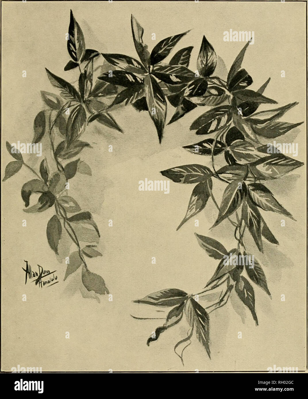 . Bulletin. Ethnology. BUREAU OF AMERICAN ETHNOLOGY BULLETIN 38 PLATE IV. MAILE (ALYXIA MYRTILLIFOLIA) WREATH. Please note that these images are extracted from scanned page images that may have been digitally enhanced for readability - coloration and appearance of these illustrations may not perfectly resemble the original work.. Smithsonian Institution. Bureau of American Ethnology. Washington : G. P. O. Stock Photo