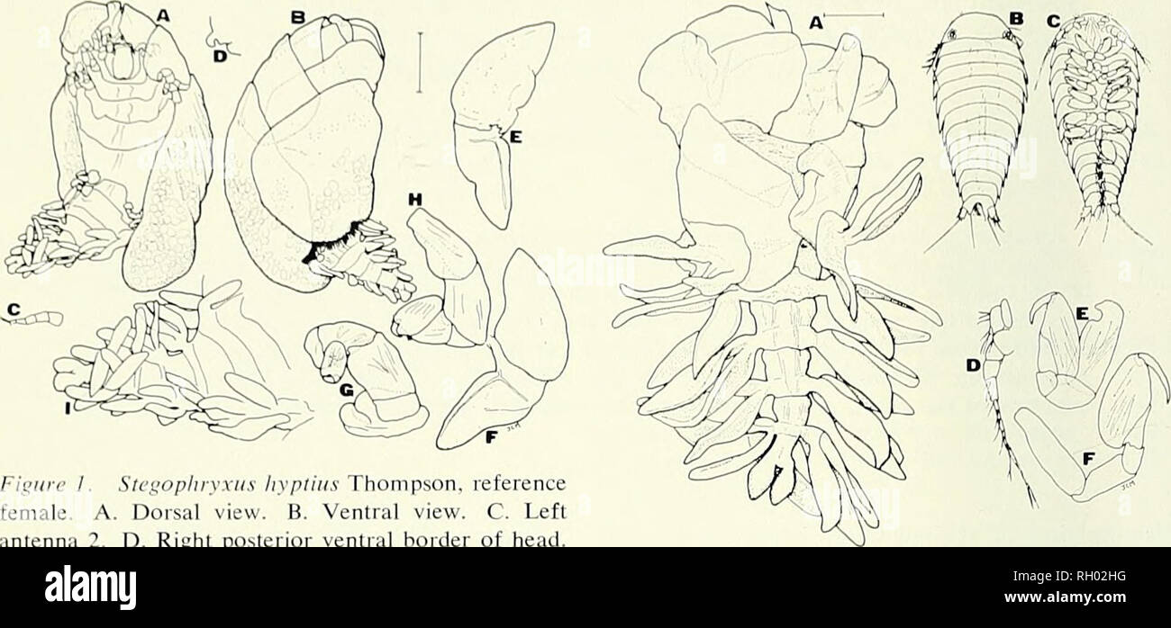 . Bulletin. Science; Natural history; Natural history. 34 111'I.I.I //A SOUTHERN CALIFORNIA ACADEMY OF SCIENCES VOLUME 73. Figure 1. Stegophryxus hyptius Thompson, reference female. A. Dorsal view. B. Ventral view. C. Left antenna 2. D. Right posterior ventral border of head. E. Right oostegite 1. interior. F. Same, exterior. G. Right pereopod 1. H. Left pereopod 7. I. Pleon, dorsal view. Scale indicates 1.0mm for A, B, 0.5mm for D-F, I, 0.2mm for C. G, H. Beach. Georgia, August 1969. R. W. Heard, coll.. one immature 9, 1 5 . USNM. Woods Hole, Mas- sachusetts, date and coll. unknown, M. J. Rat Stock Photo