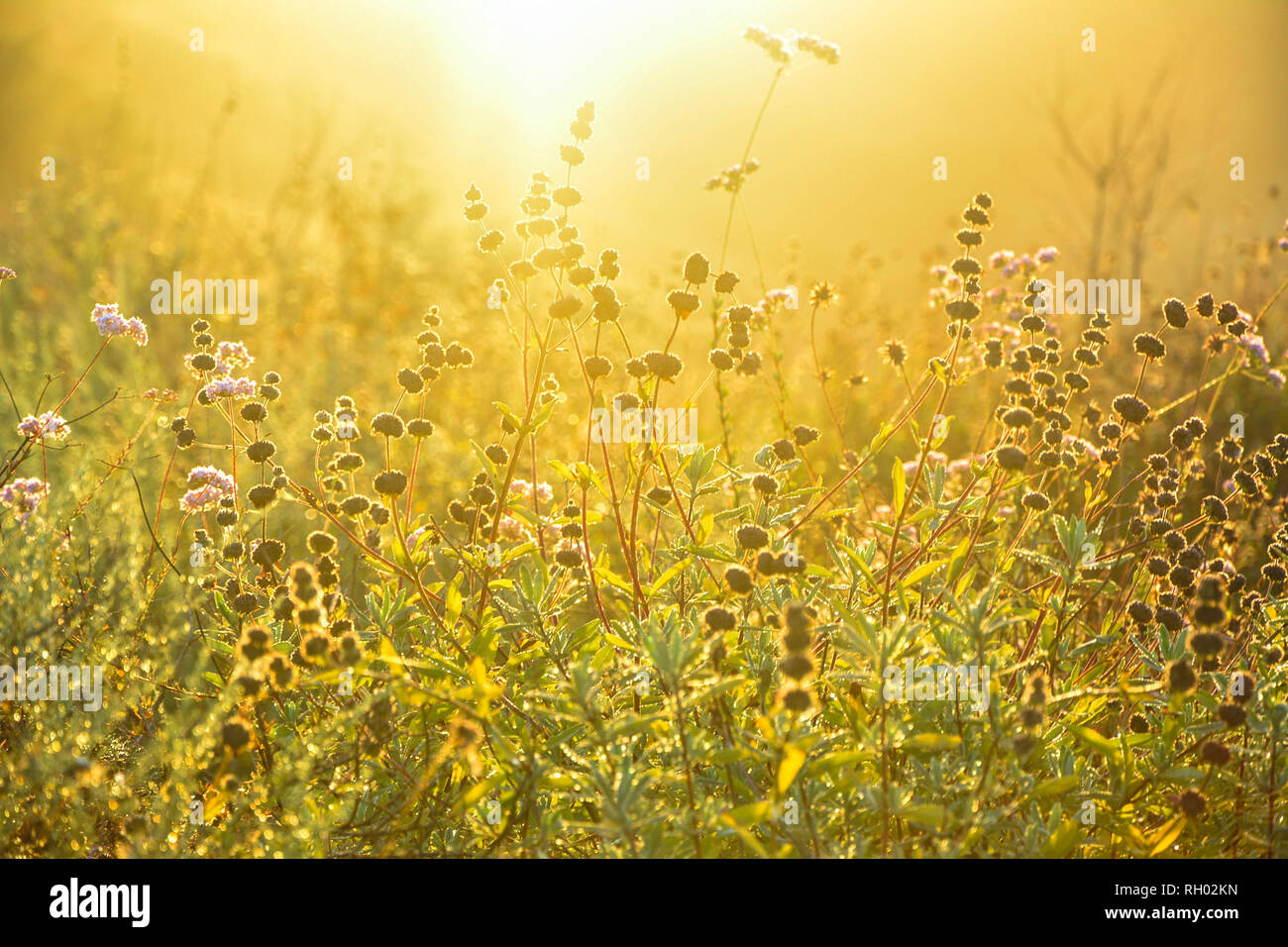 Radiant sun rays hi-res stock photography and images - Alamy